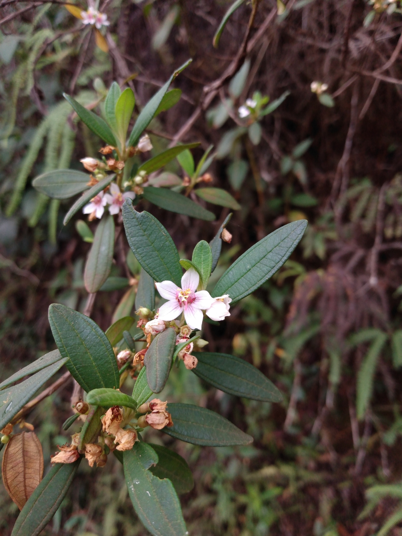 Photo of Trembleya parviflora (8/8)