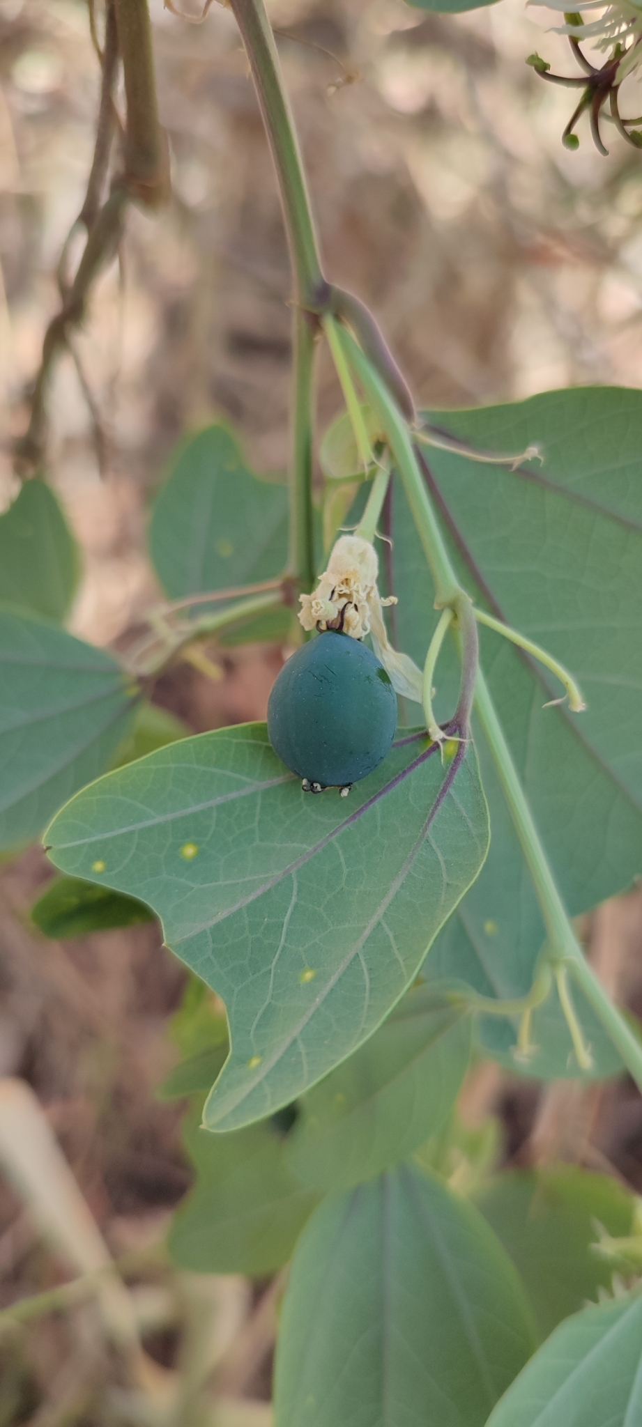 Photo of Passiflora pohlii (9/12)