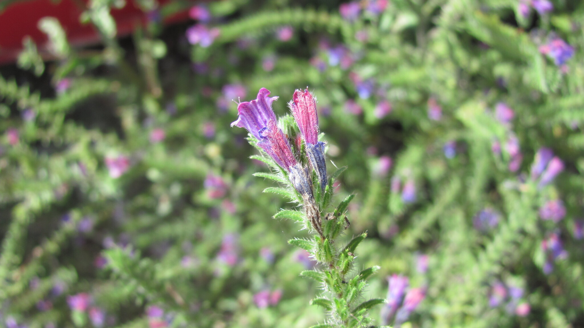 Photo of Echium tuberculatum (6/12)