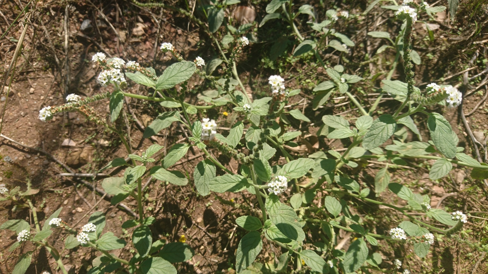 Photo of European heliotrope (2/12)