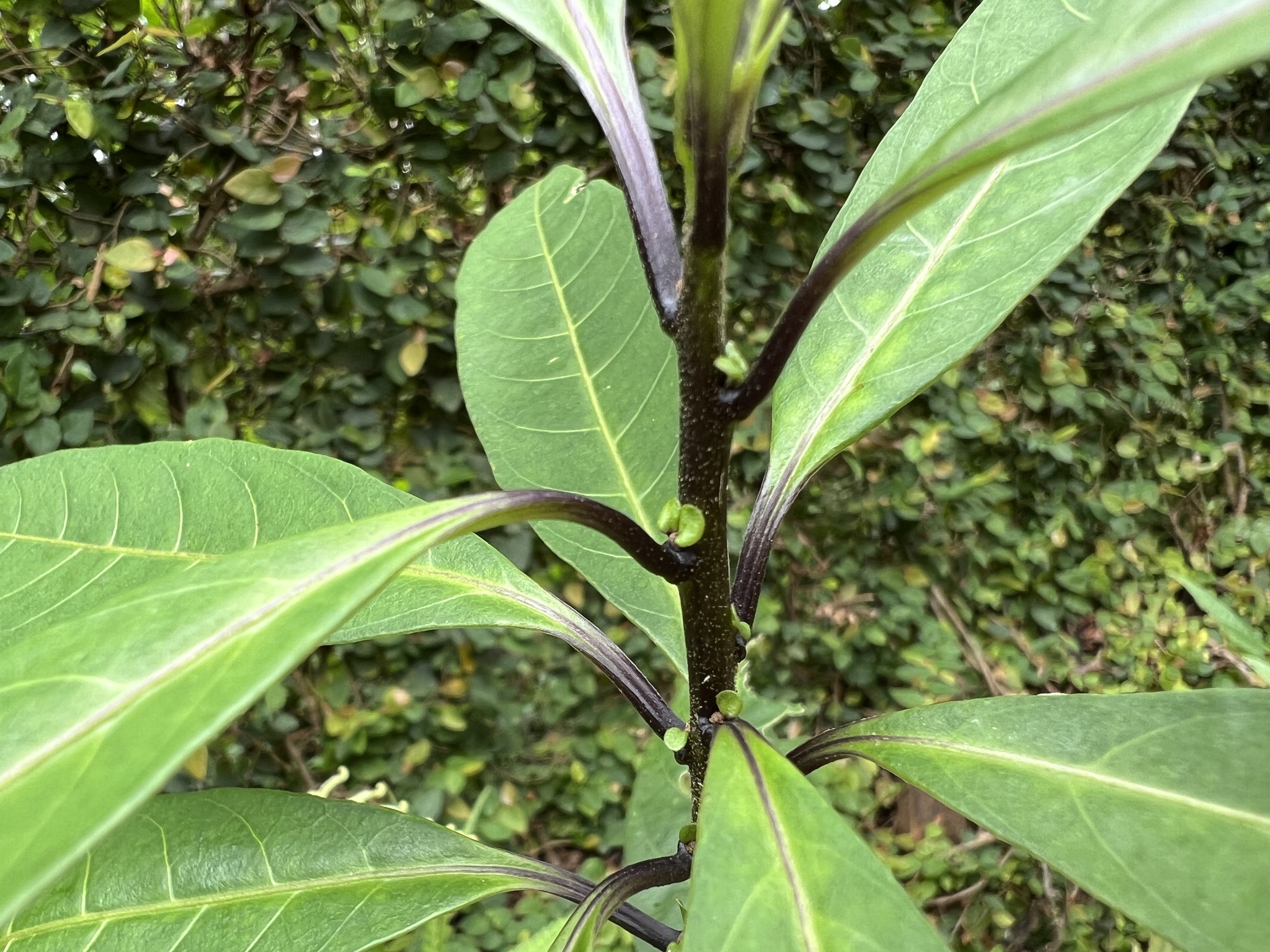 Photo of Plantae (4/7)
