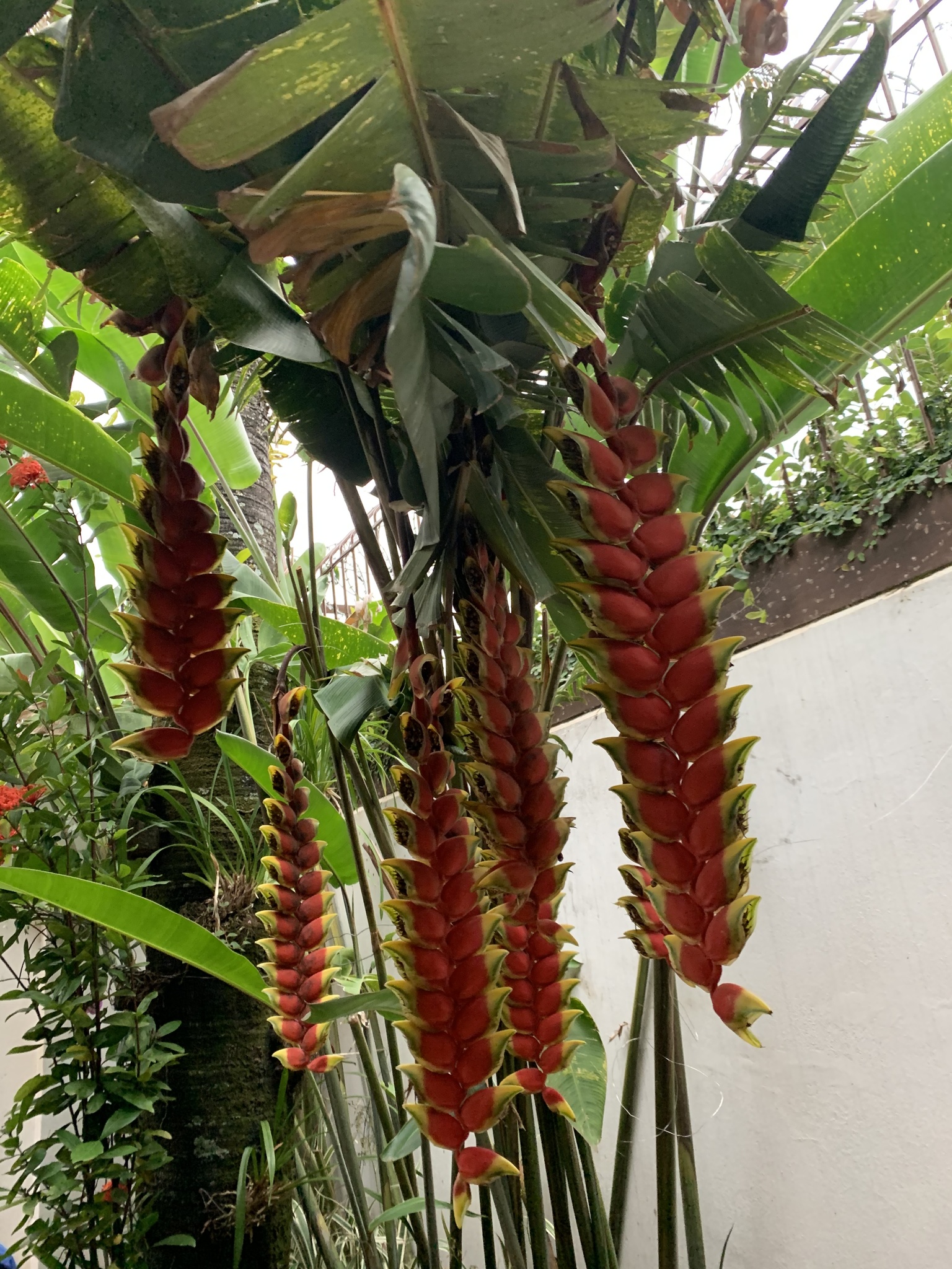 Photo of Hanging Lobster Claw Heliconia (5/12)