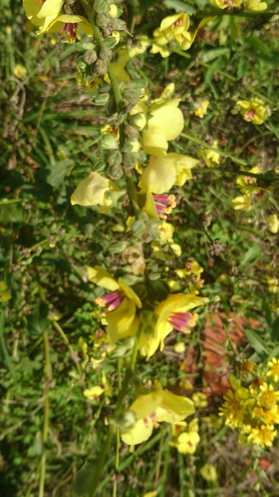 Photo of wavyleaf mullein (5/12)