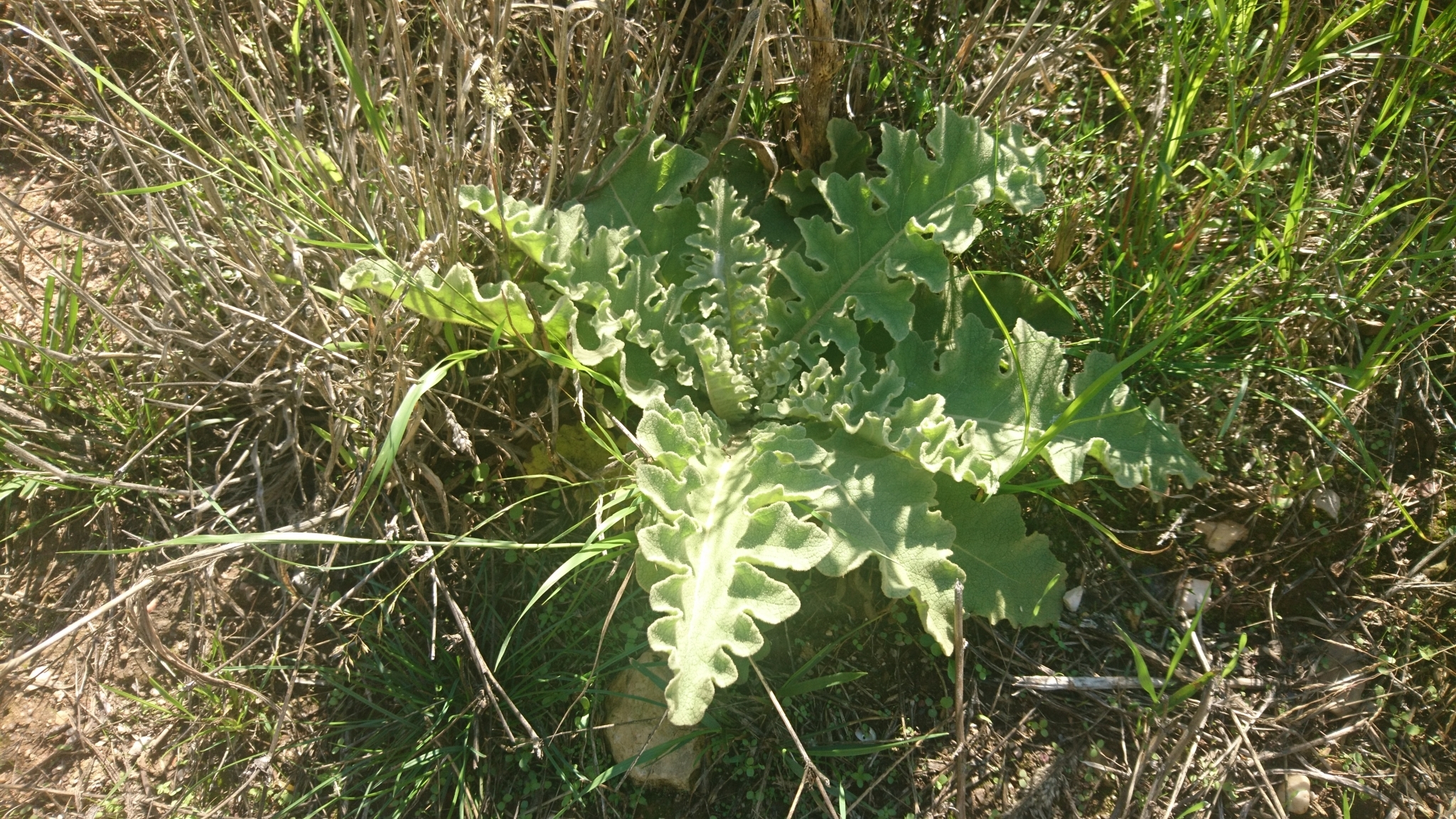 Photo of wavyleaf mullein (11/12)