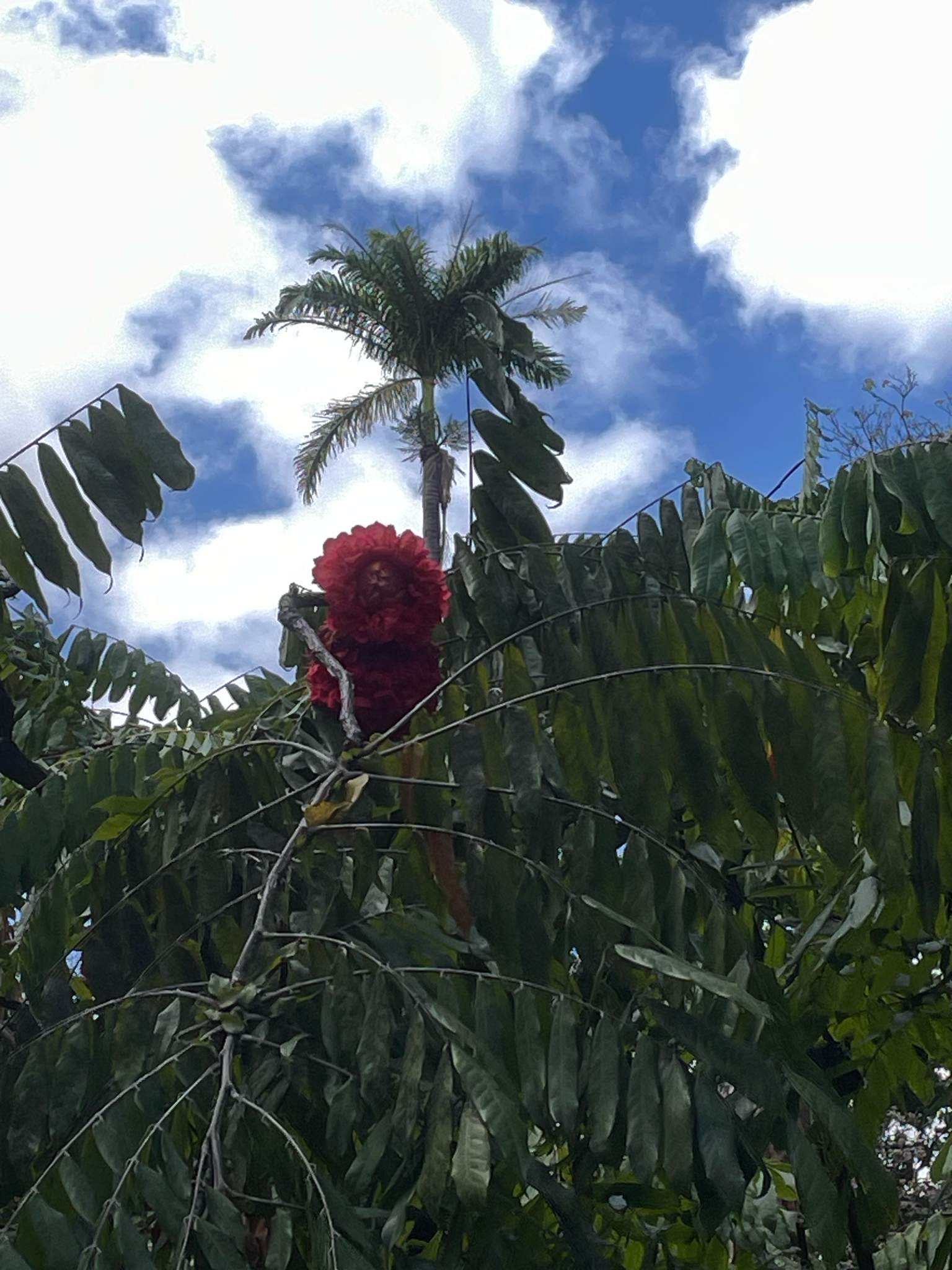 Photo of Rose of Venezuela (1/10)