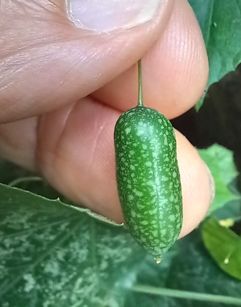 Photo of Mexican Sour Gherkin (2/5)