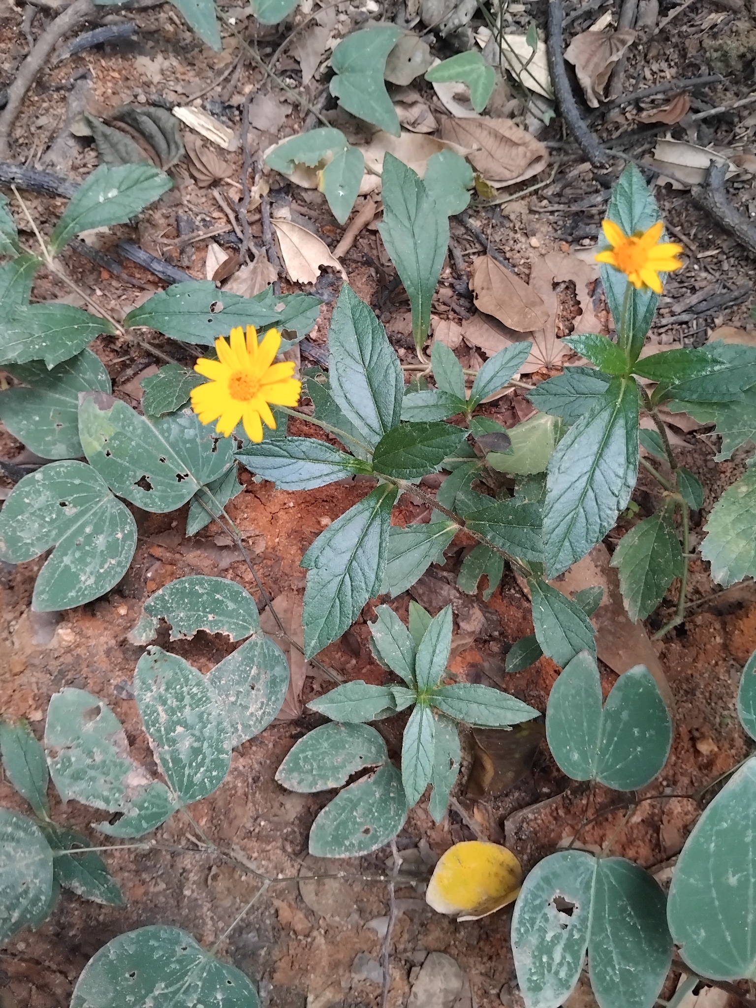 Photo of Sphagneticola (7/7)