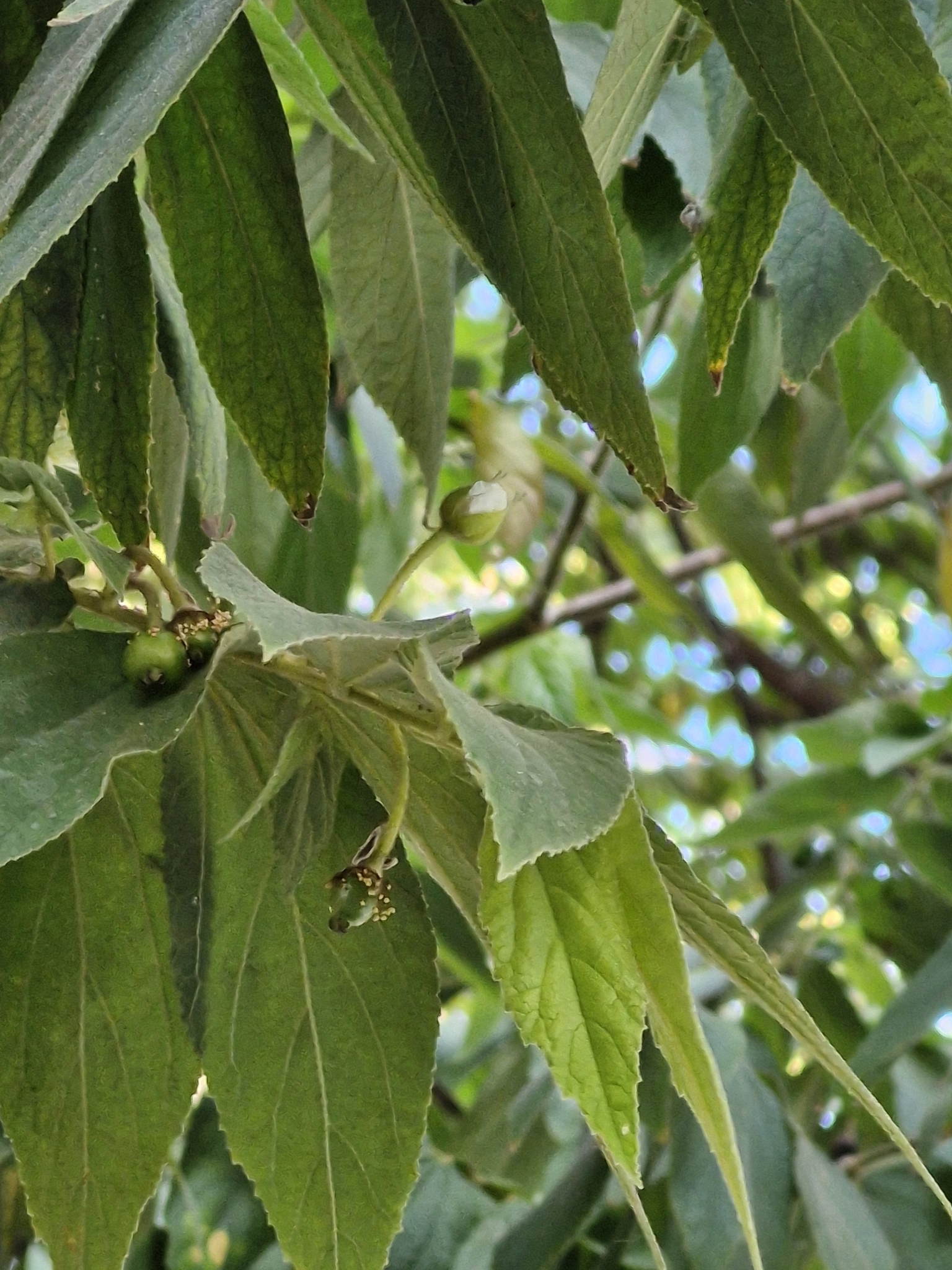Photo of calabur tree (3/5)