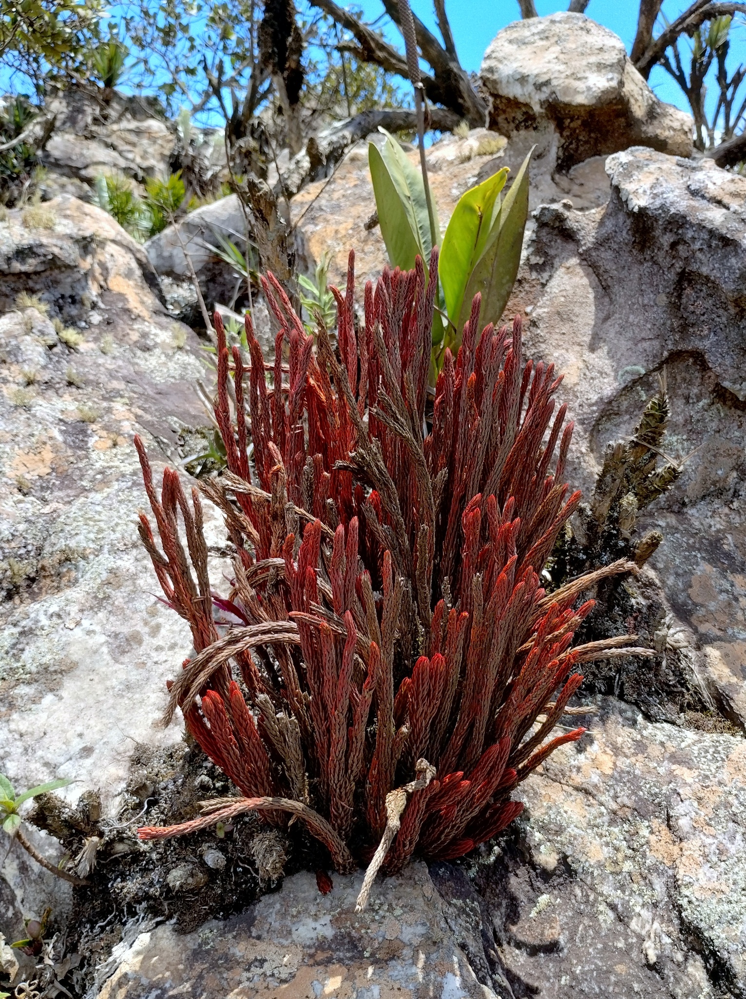 Photo of Phlegmariurus ruber (4/12)