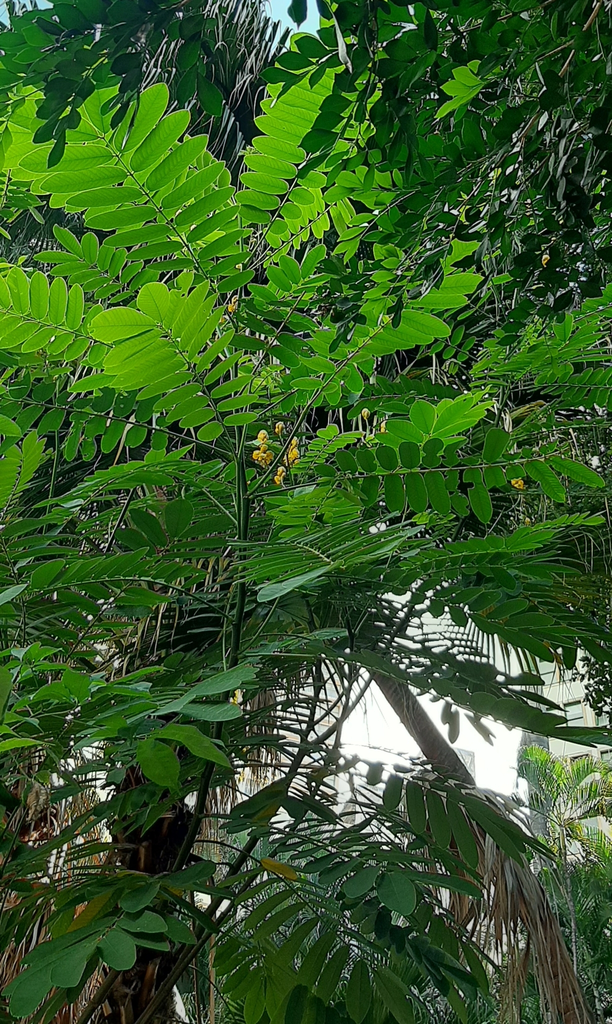 Photo of Candelabra Bush (6/6)