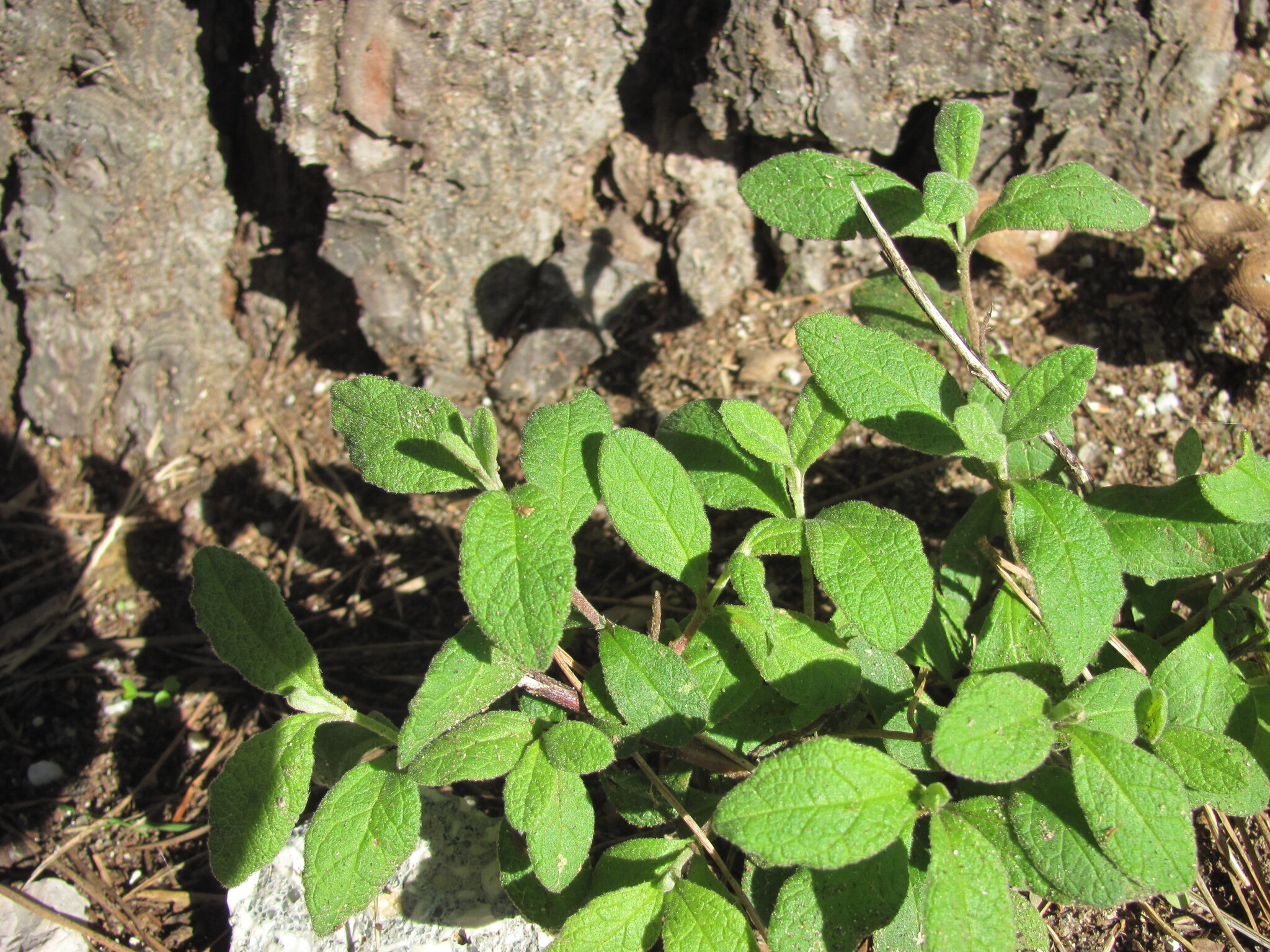 Photo of Sage-leaved Rock-rose (2/12)