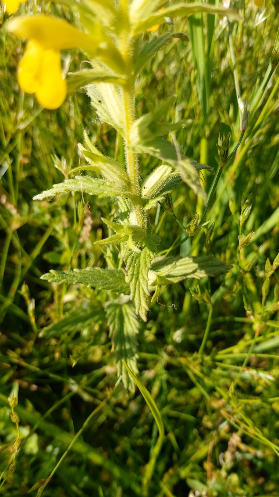 Photo of Yellow Glandweed (9/12)