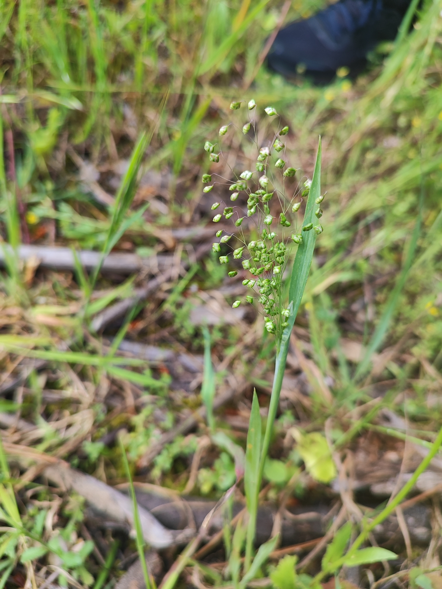 Photo of Little quaking-grass (9/12)