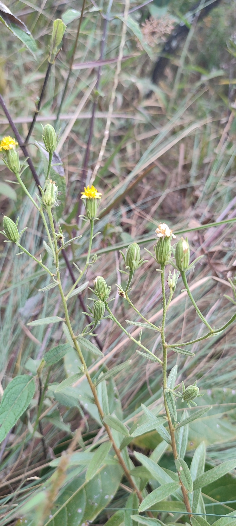 Photo of Trixis glutinosa (2/12)