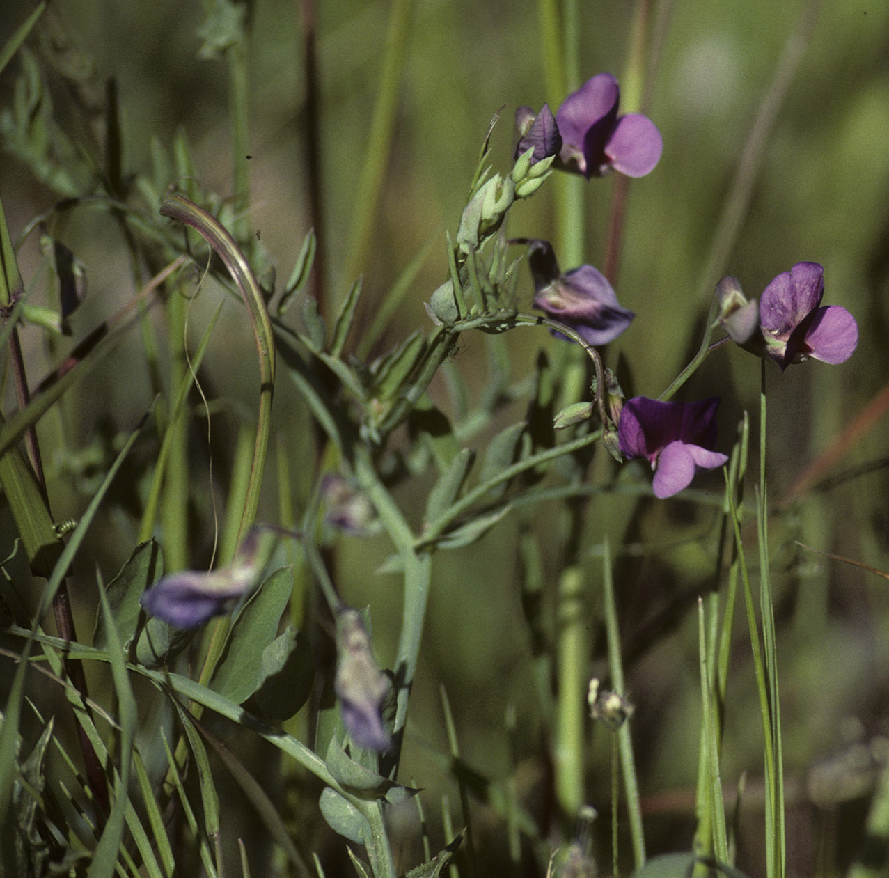 Photo of Crimson Pea (11/12)