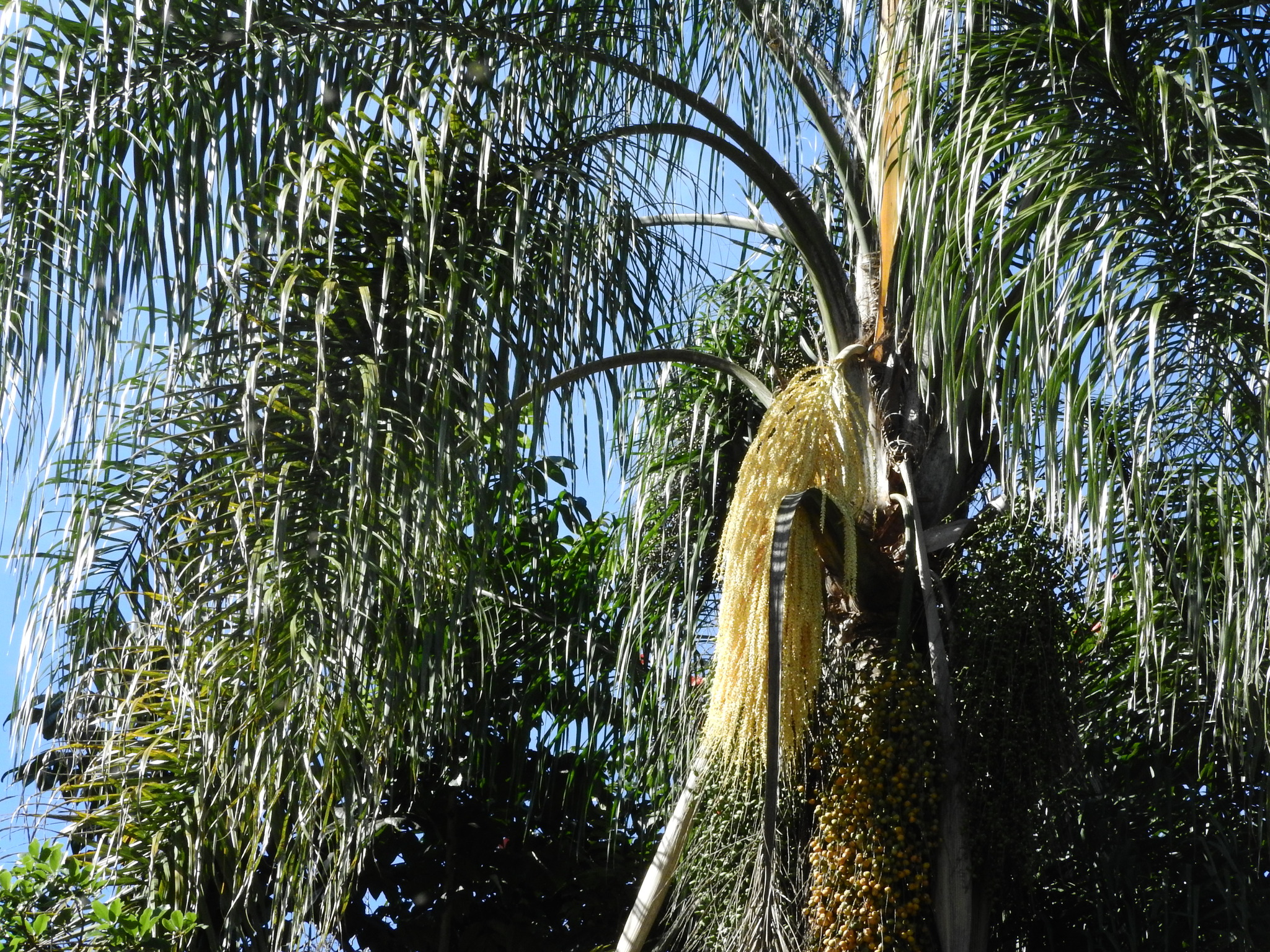 Photo of Queen palm (8/12)