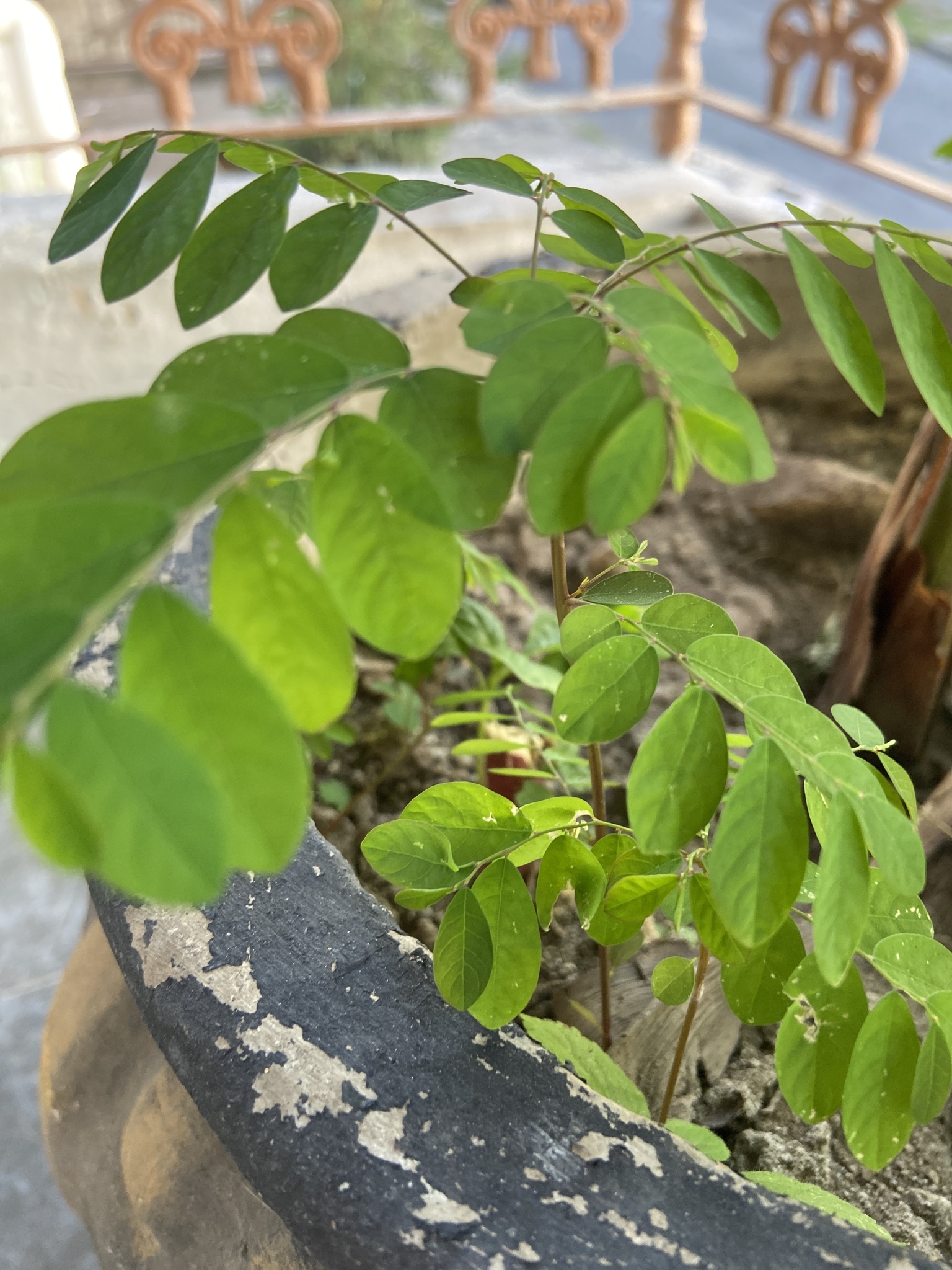 Photo of Mascarene Island leaf-flower (3/8)