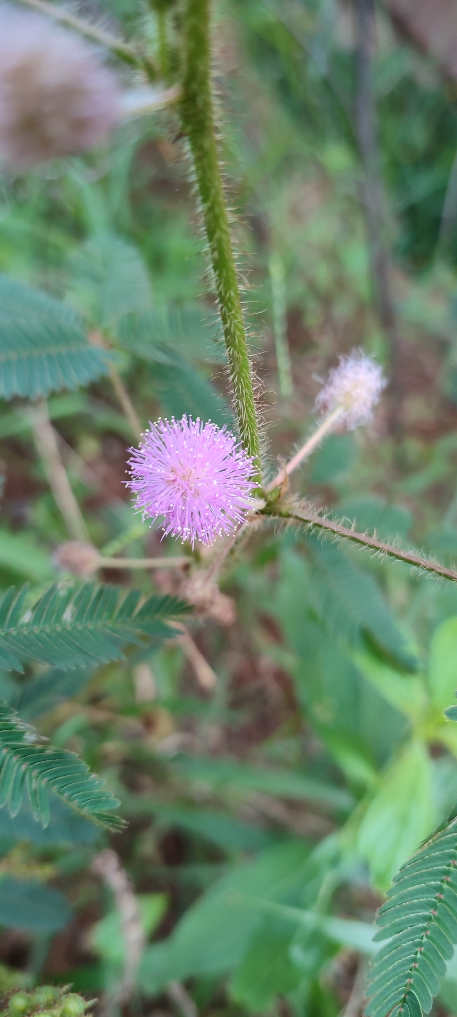 Photo of Sensitive Plant (11/12)
