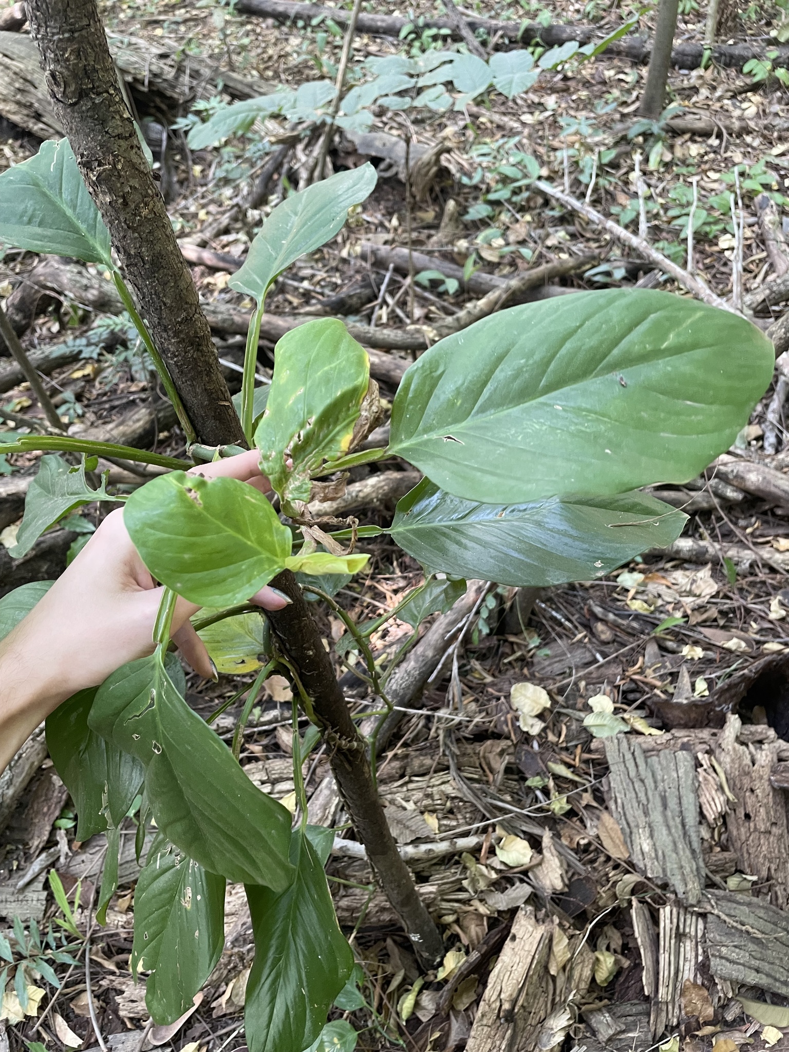 Photo of Monstera adansonii blanchetii (7/8)