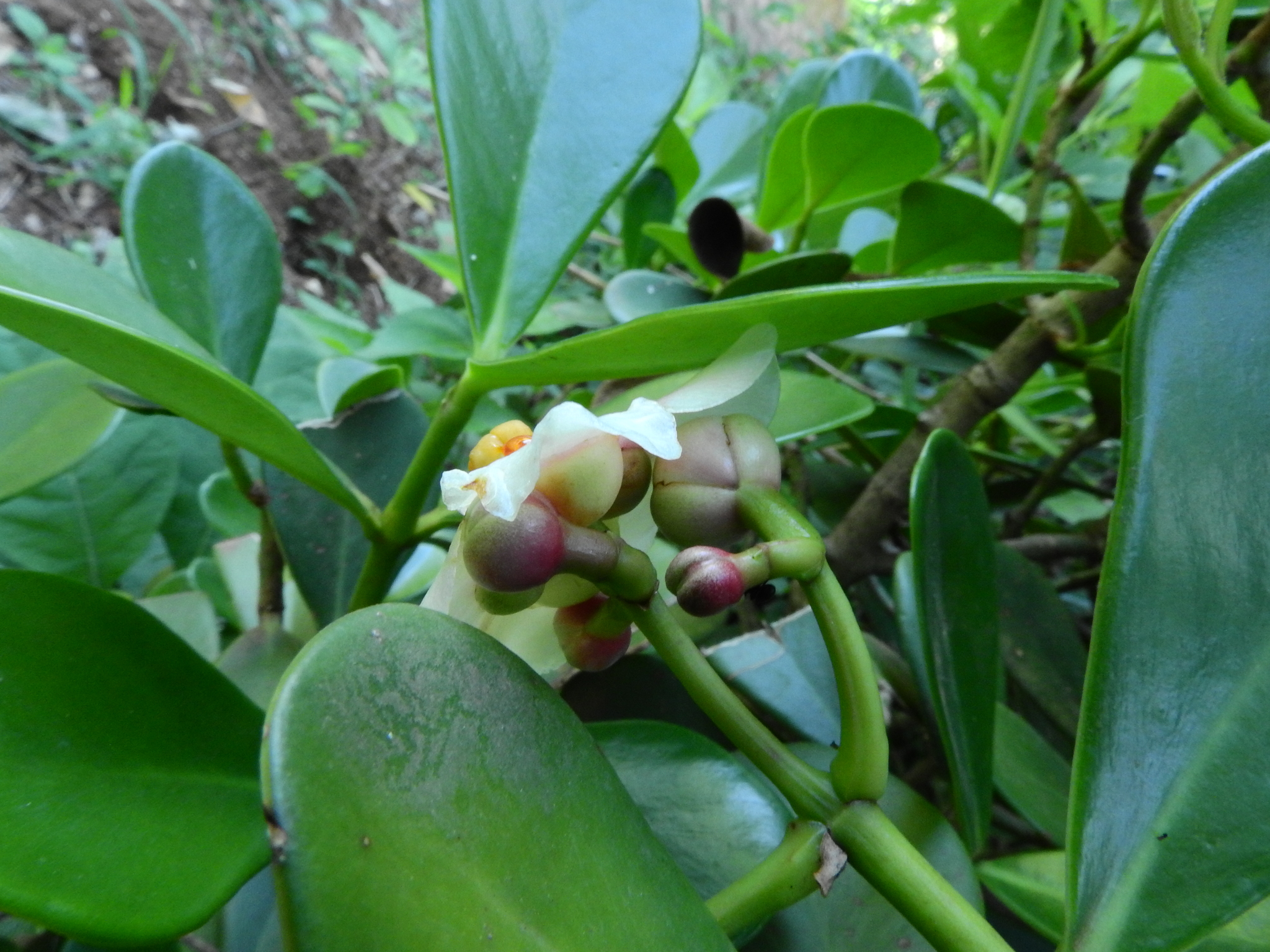 Photo of Clusia fluminensis (5/8)