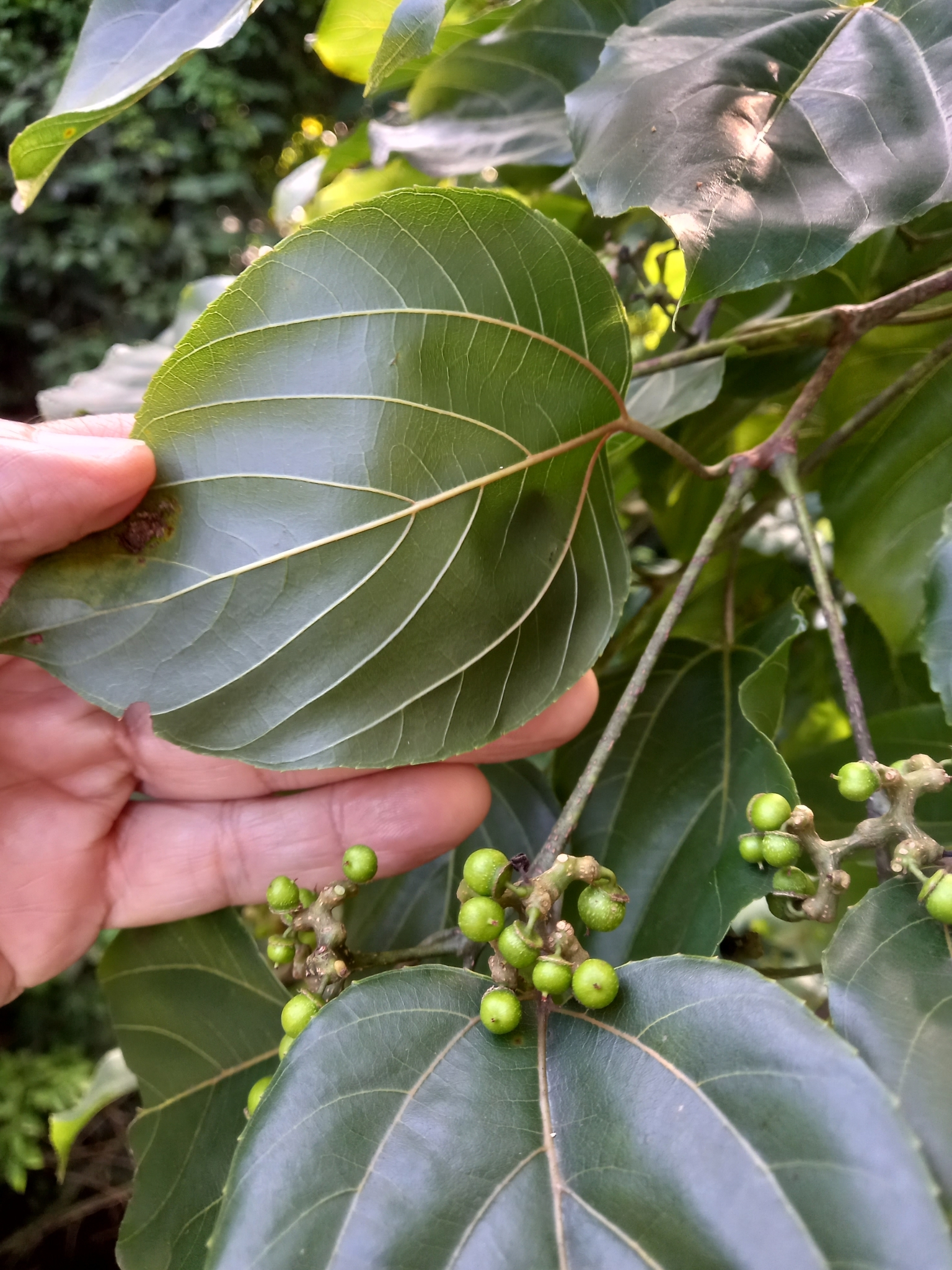 Photo of Japanese Raisin Tree (2/7)