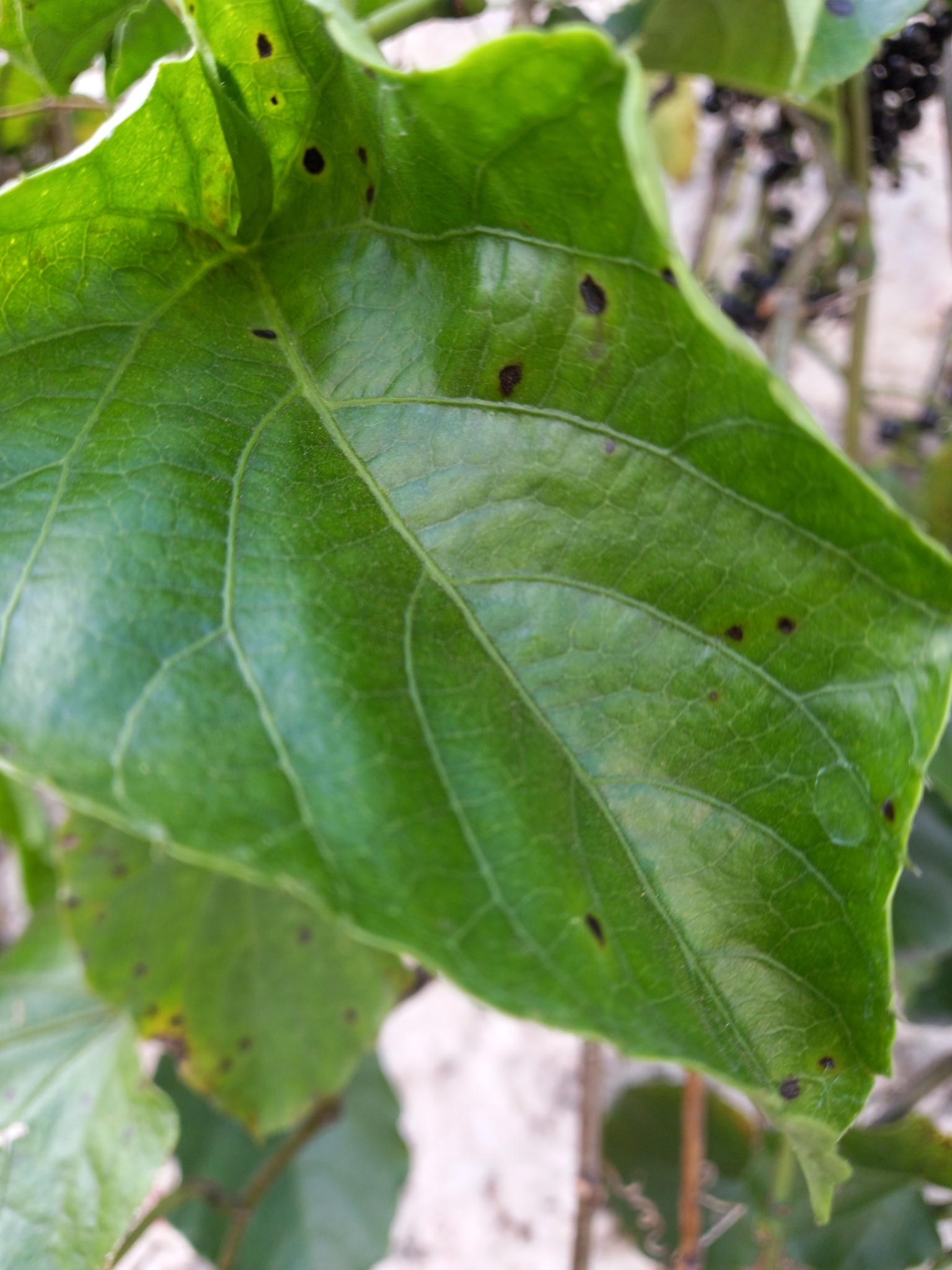 Photo of Possum grape (11/12)