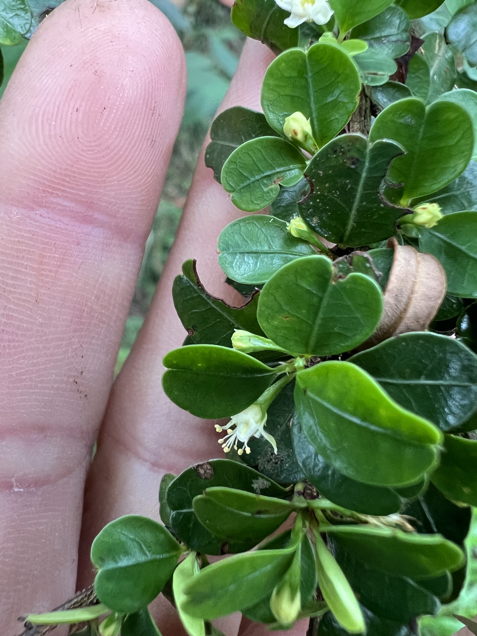 Photo of Erythroxylum (7/8)
