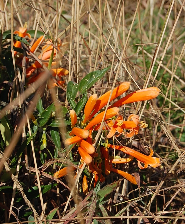 Photo of Flame vine (12/12)