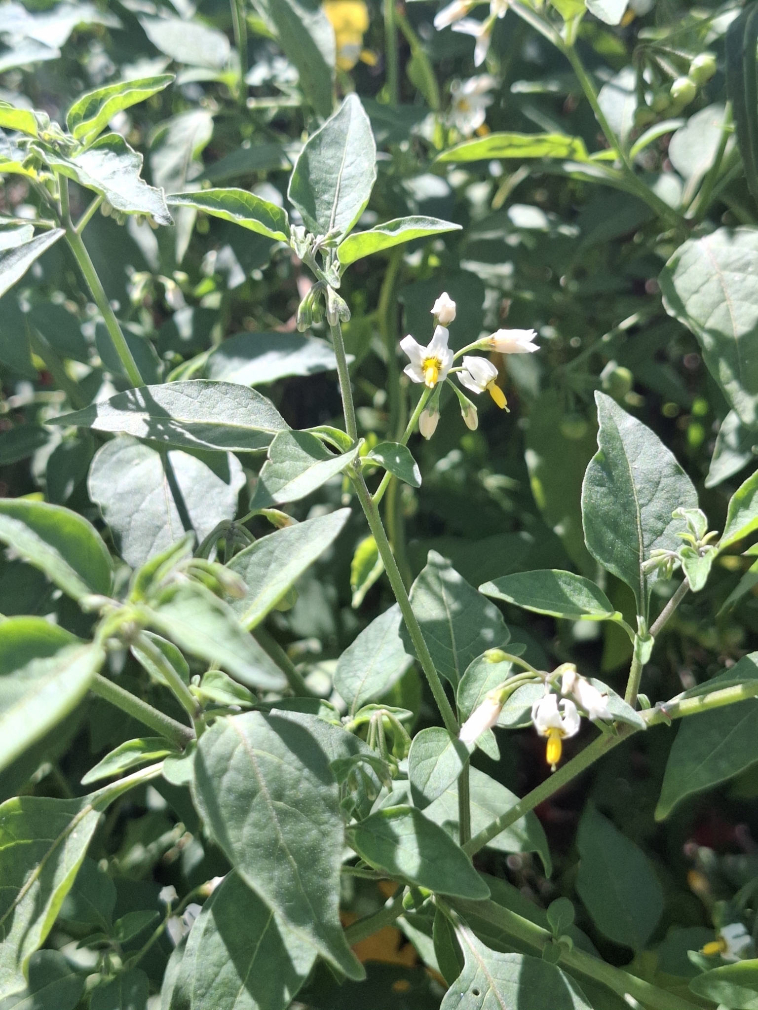 Photo of tall nightshade (12/12)