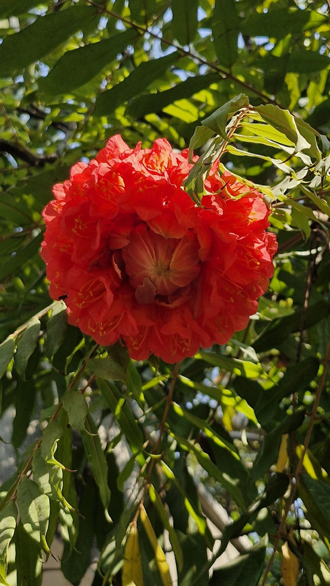Photo of Rose of Venezuela (3/10)