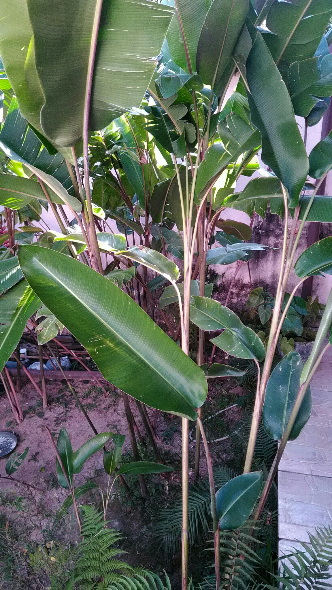 Photo of Hanging Lobster Claw Heliconia (4/12)