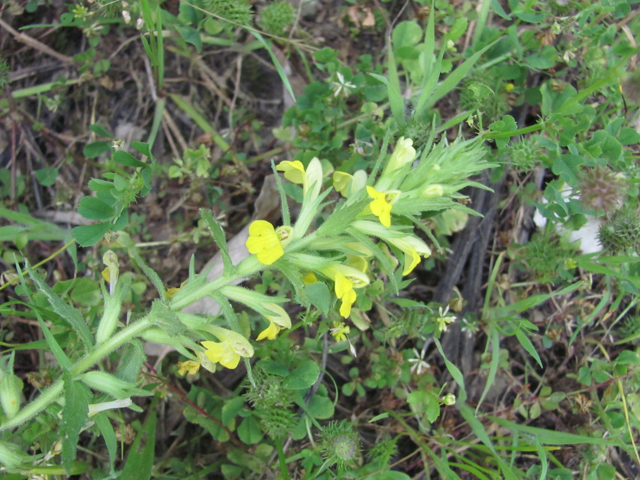 Photo of Yellow Glandweed (7/12)