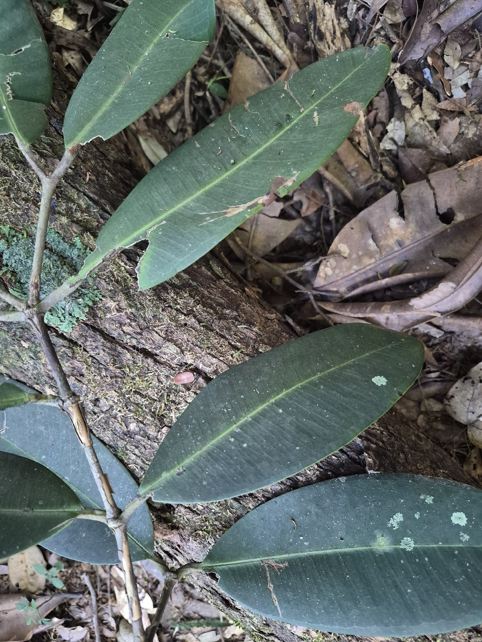Photo of Brazil Beauty-Leaf (5/7)