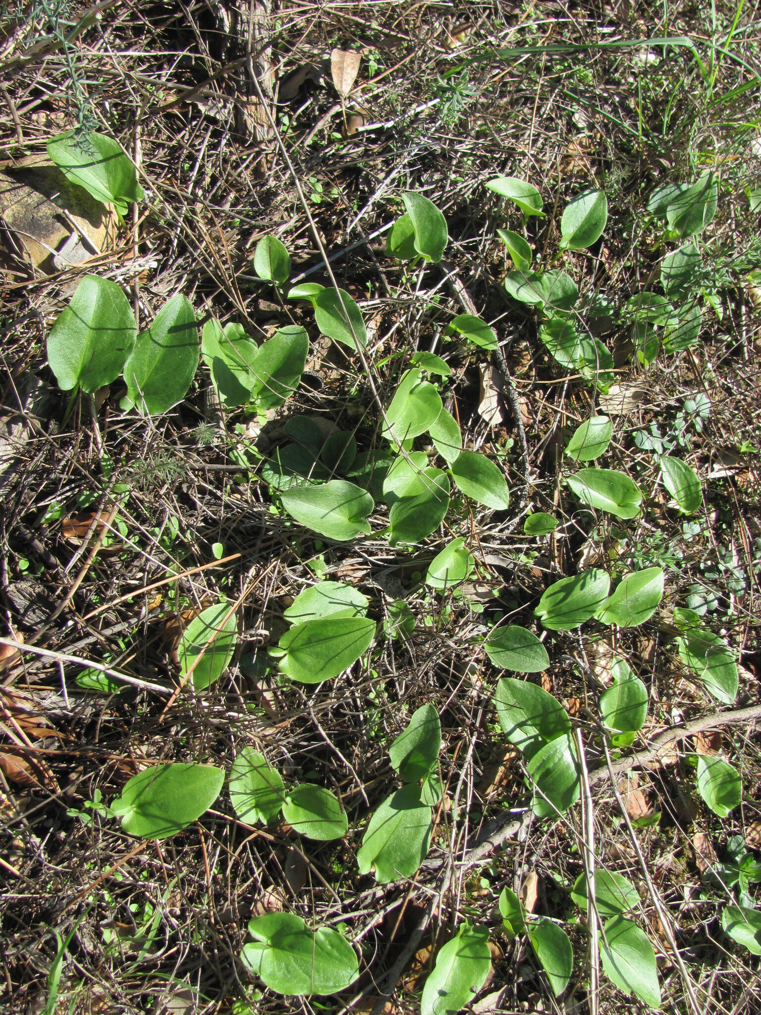 Photo of Arisarum simorrhinum (4/12)