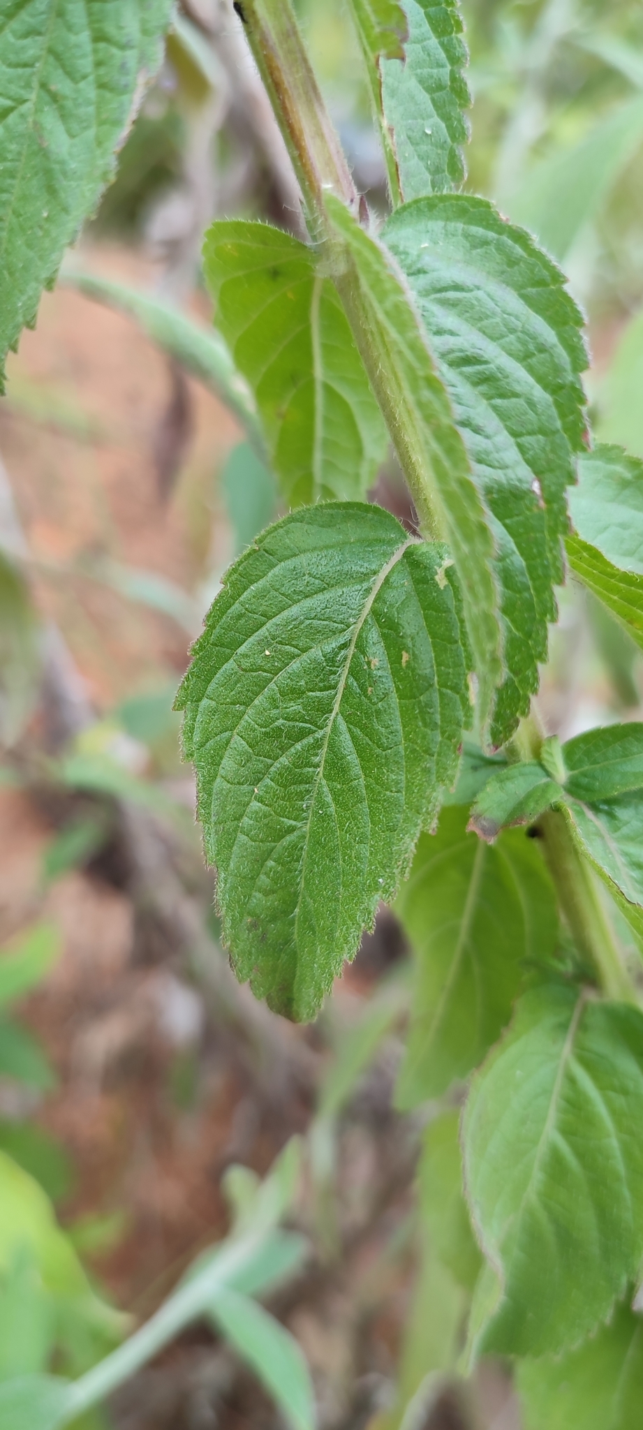 Photo of Oocephalus oppositiflorus (3/16)