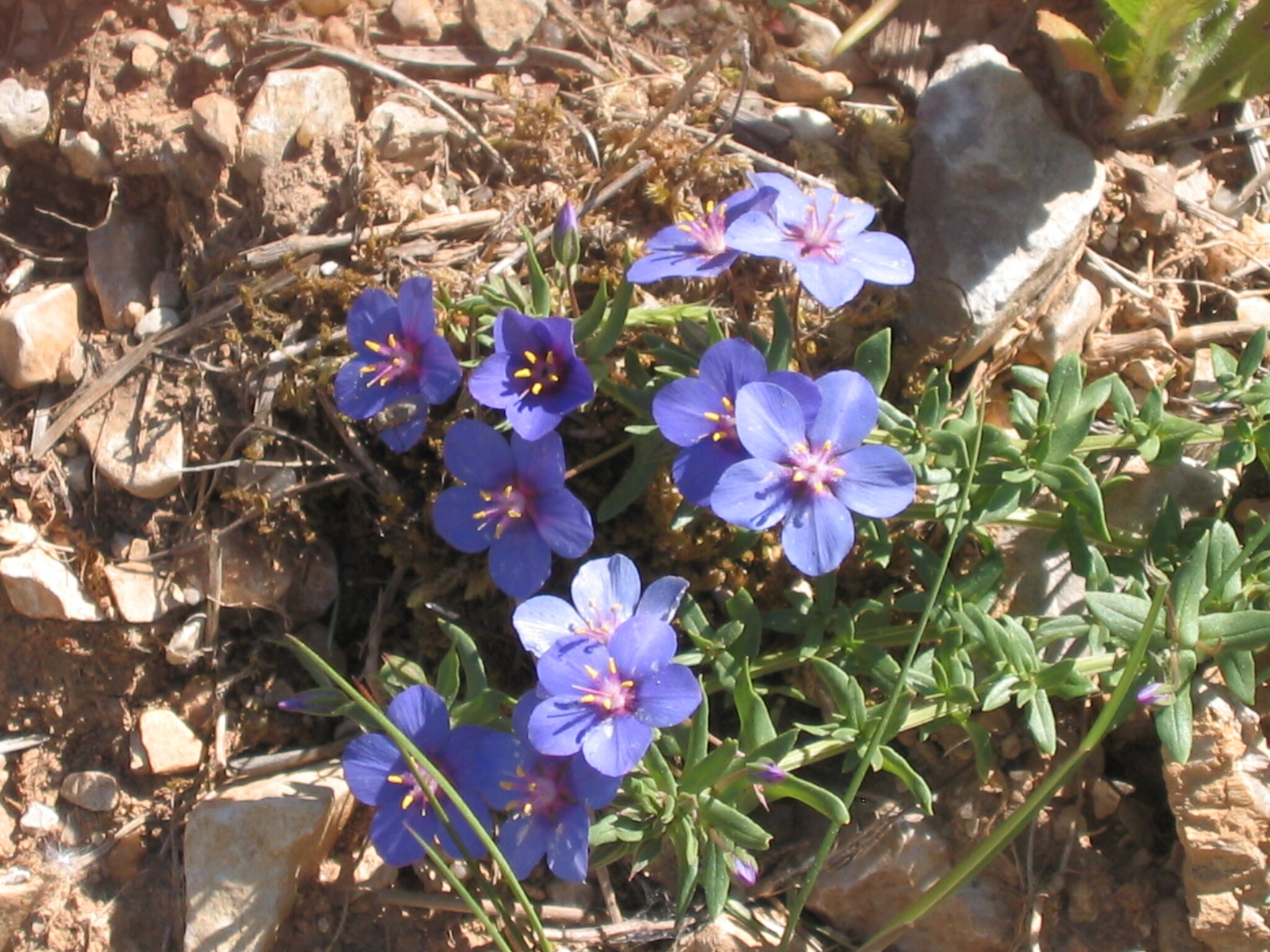 Photo of Flax-leaved Blue Pimpernel (10/12)