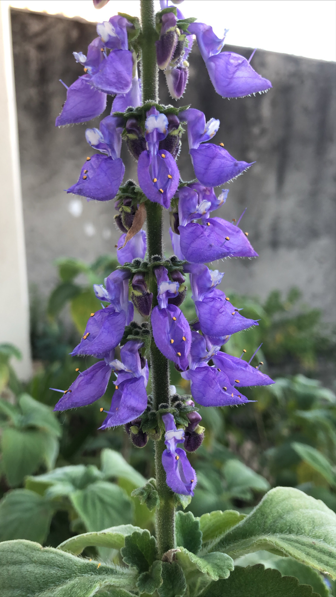 Photo of Woolly Plectranthus (8/8)
