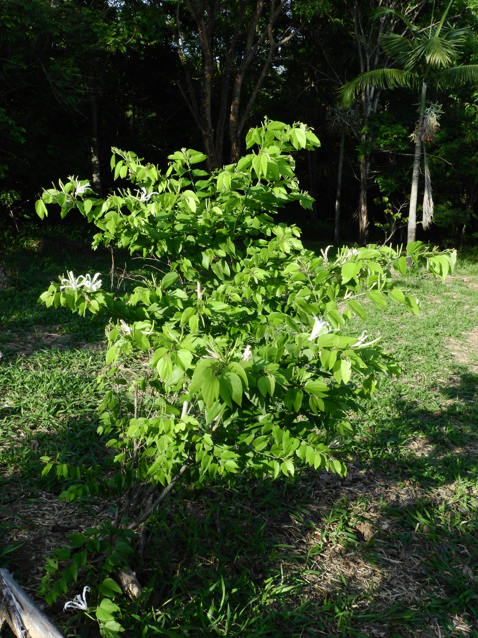 Photo of Brazilian orchid tree (5/12)