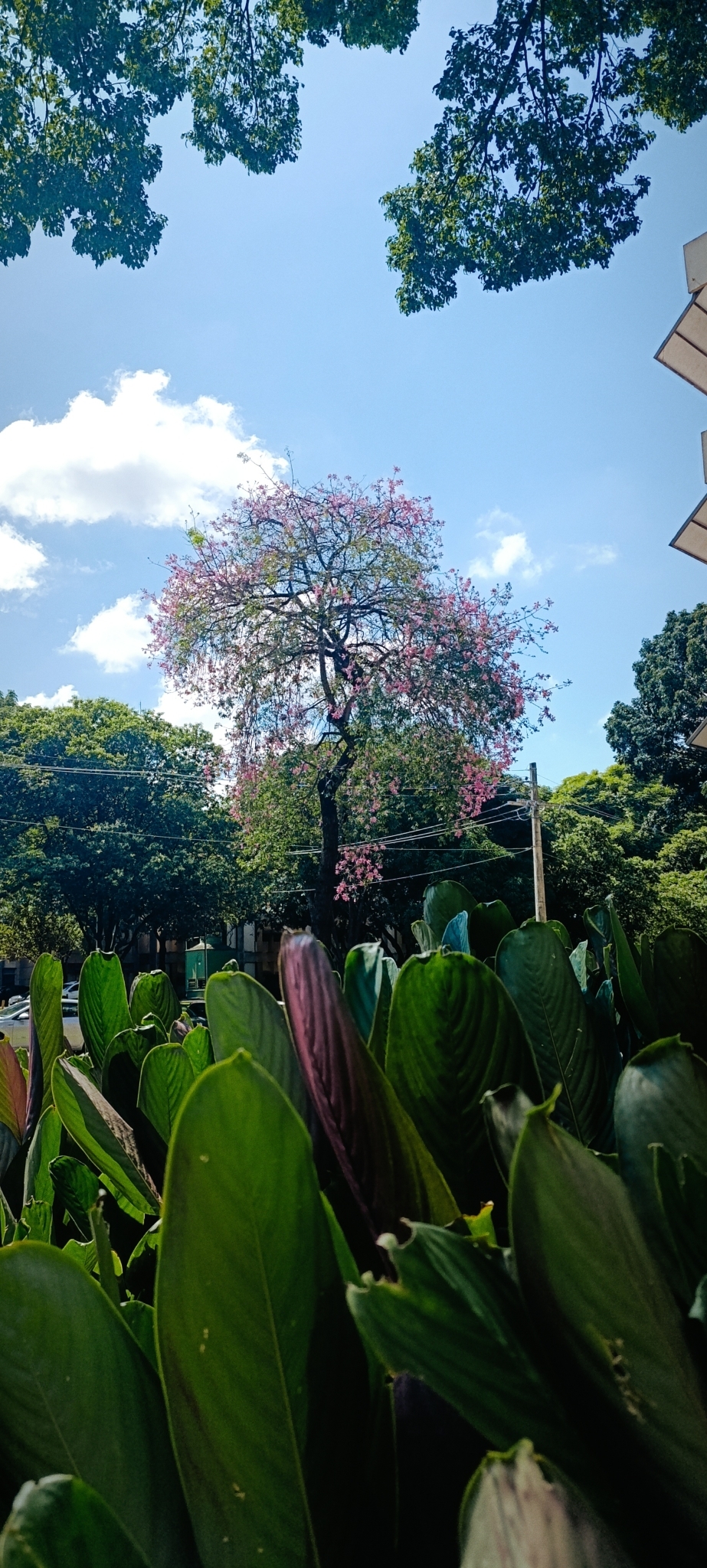 Photo of Silk floss tree (11/12)