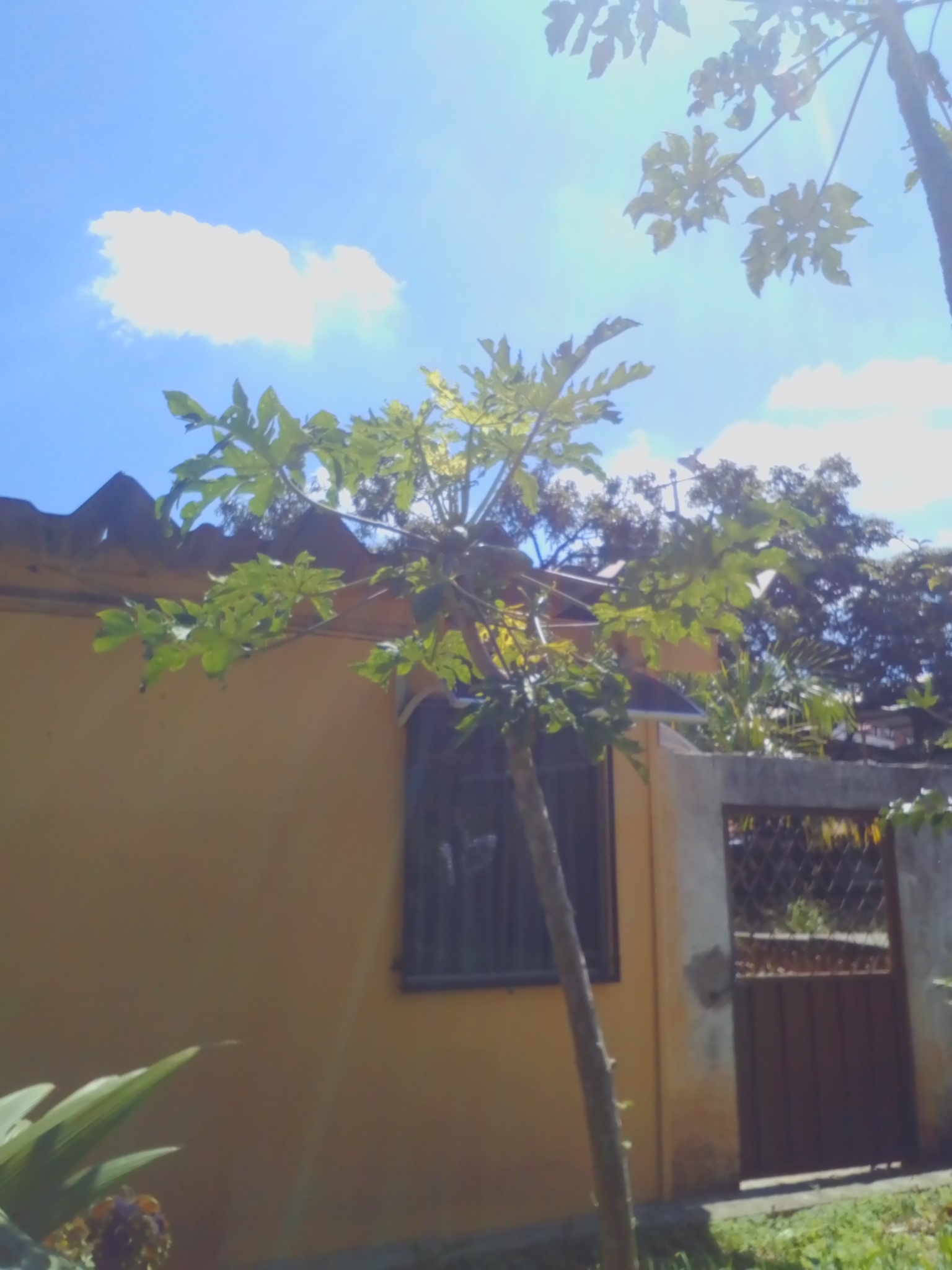 Photo of Papaya (5/12)
