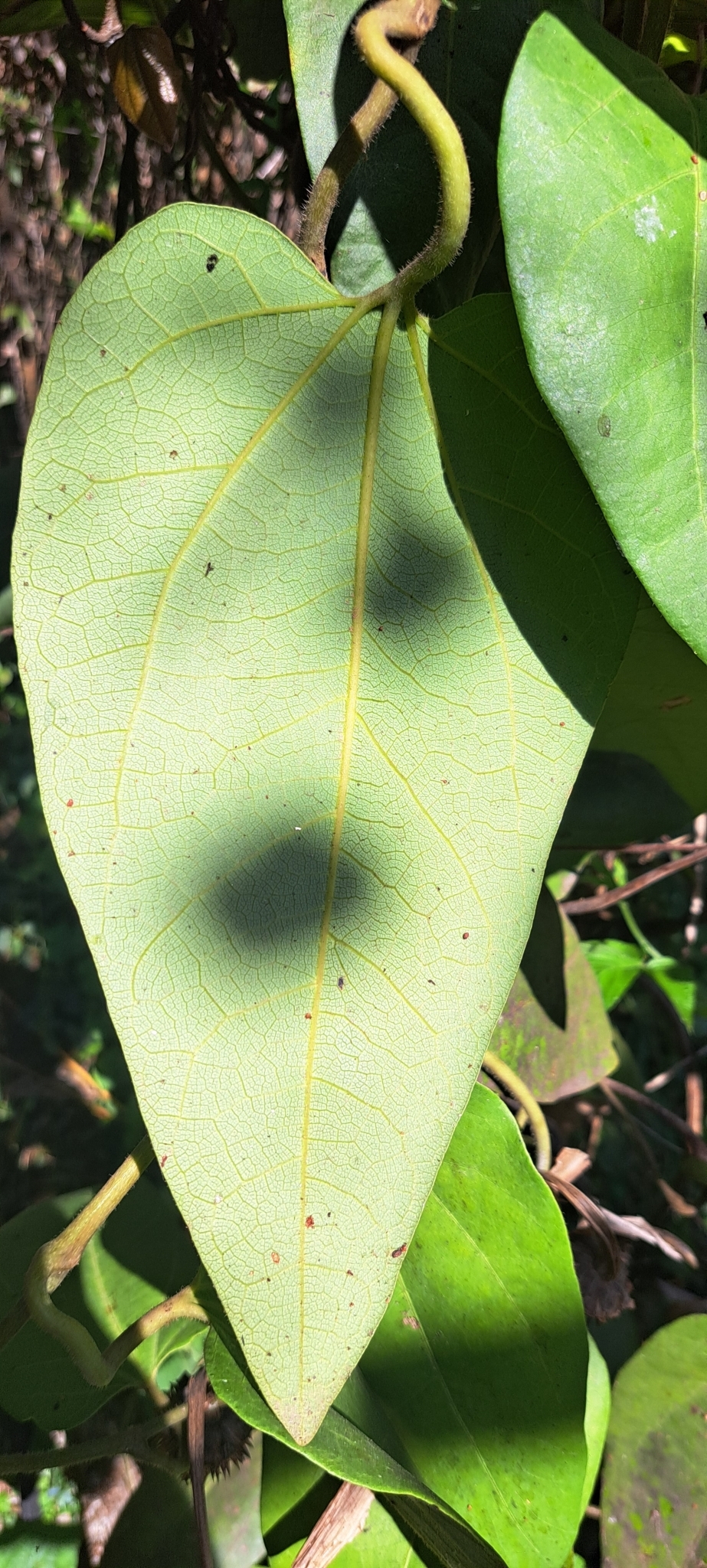 Photo of Brazilian Dutchman's Pipe (9/15)