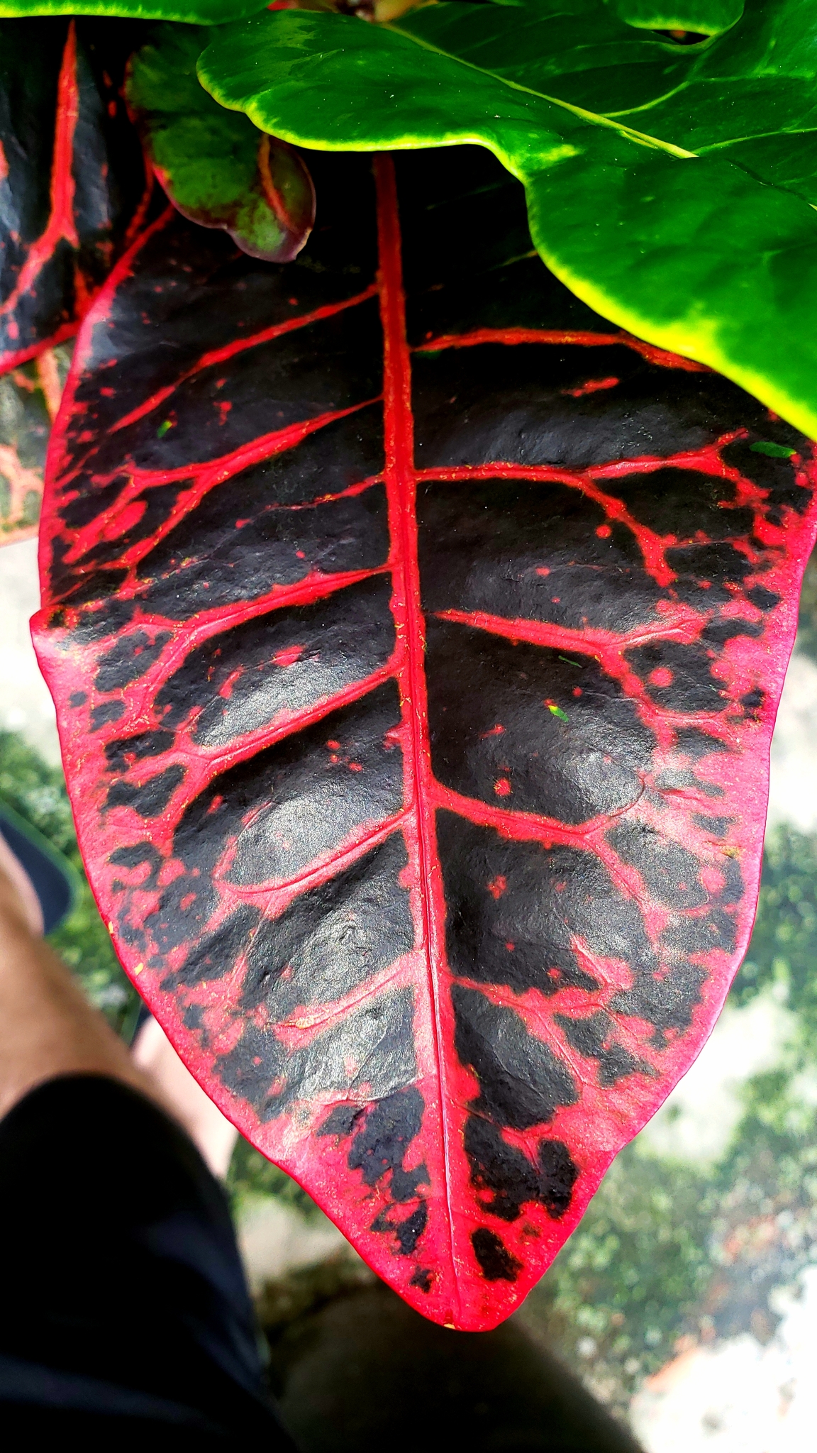Photo of Variegated Croton (6/10)