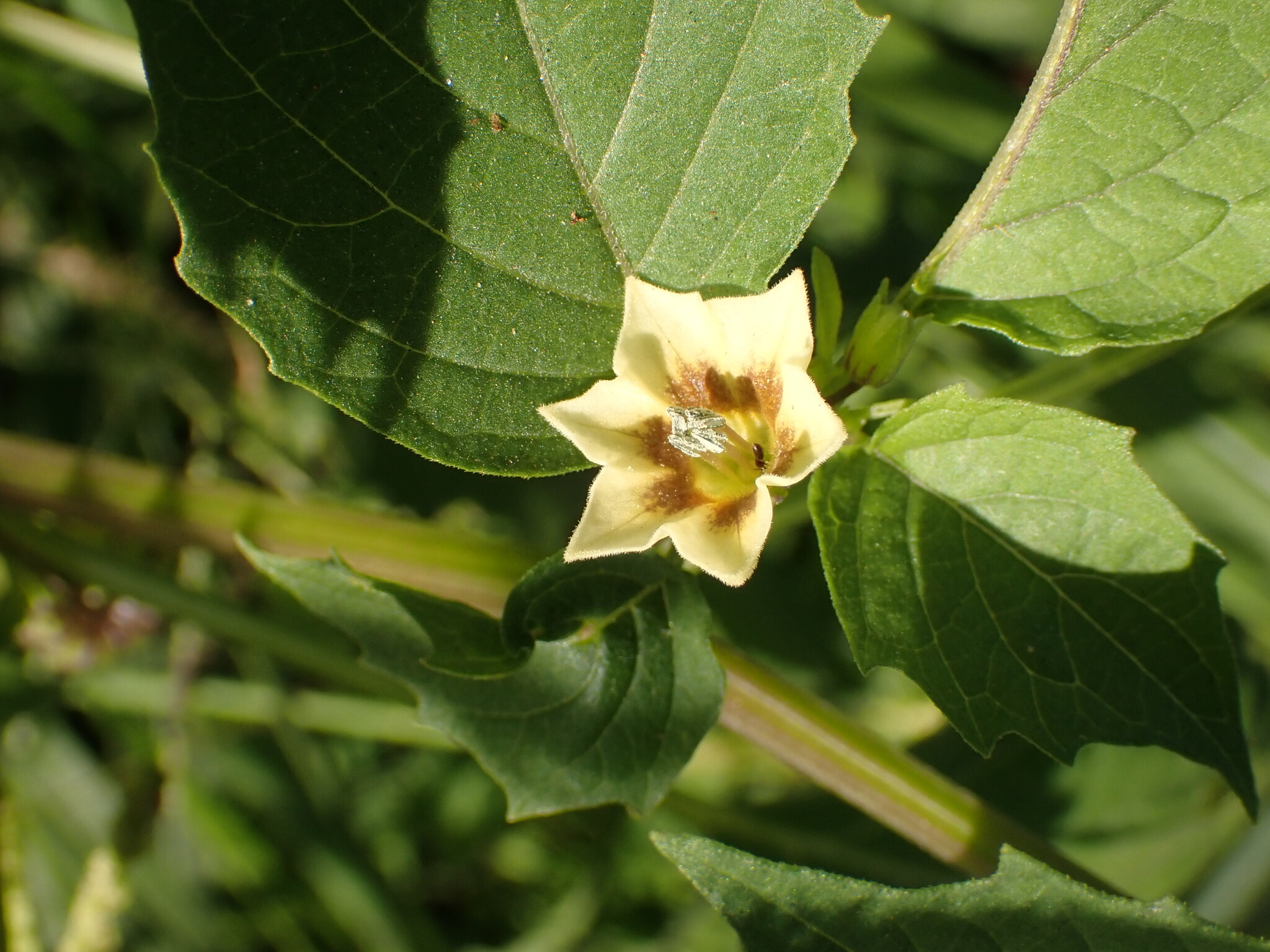Photo of cutleaf groundcherry (6/7)