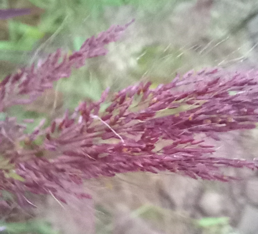 Photo of Molasses Grass (10/11)
