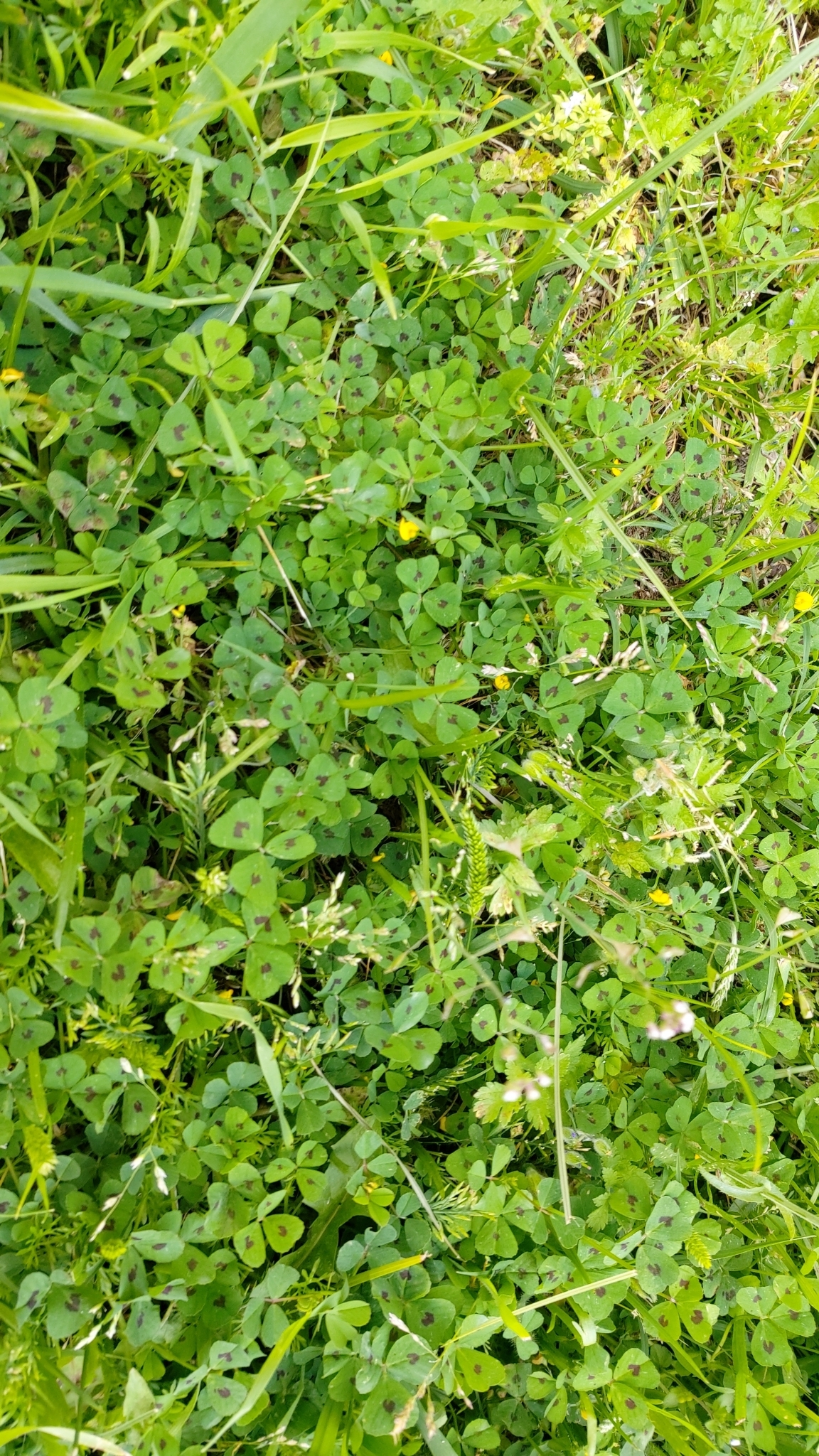 Photo of Spotted medick (2/12)