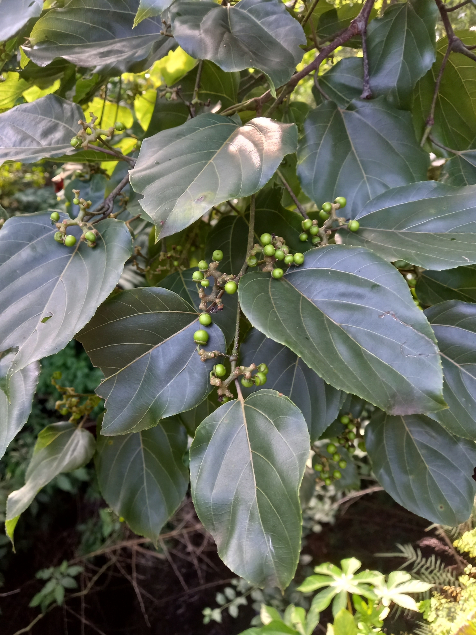 Photo of Japanese Raisin Tree (3/7)