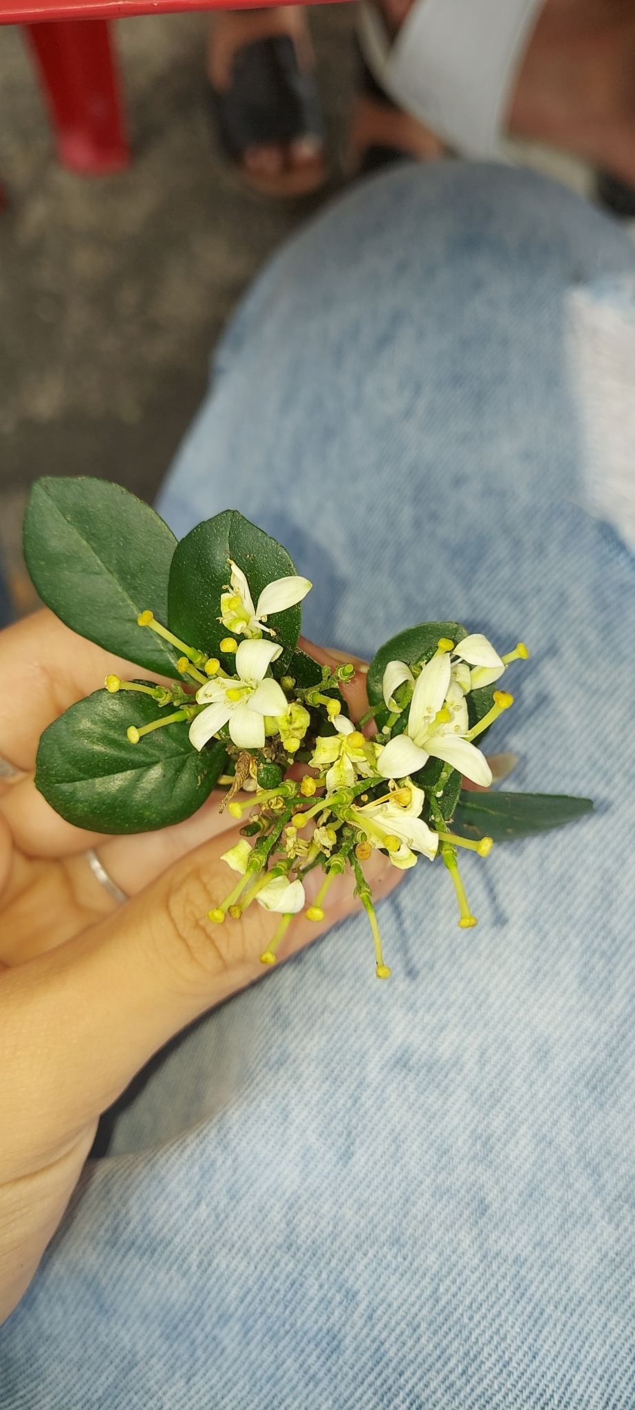 Photo of Orange Jasmine (2/10)