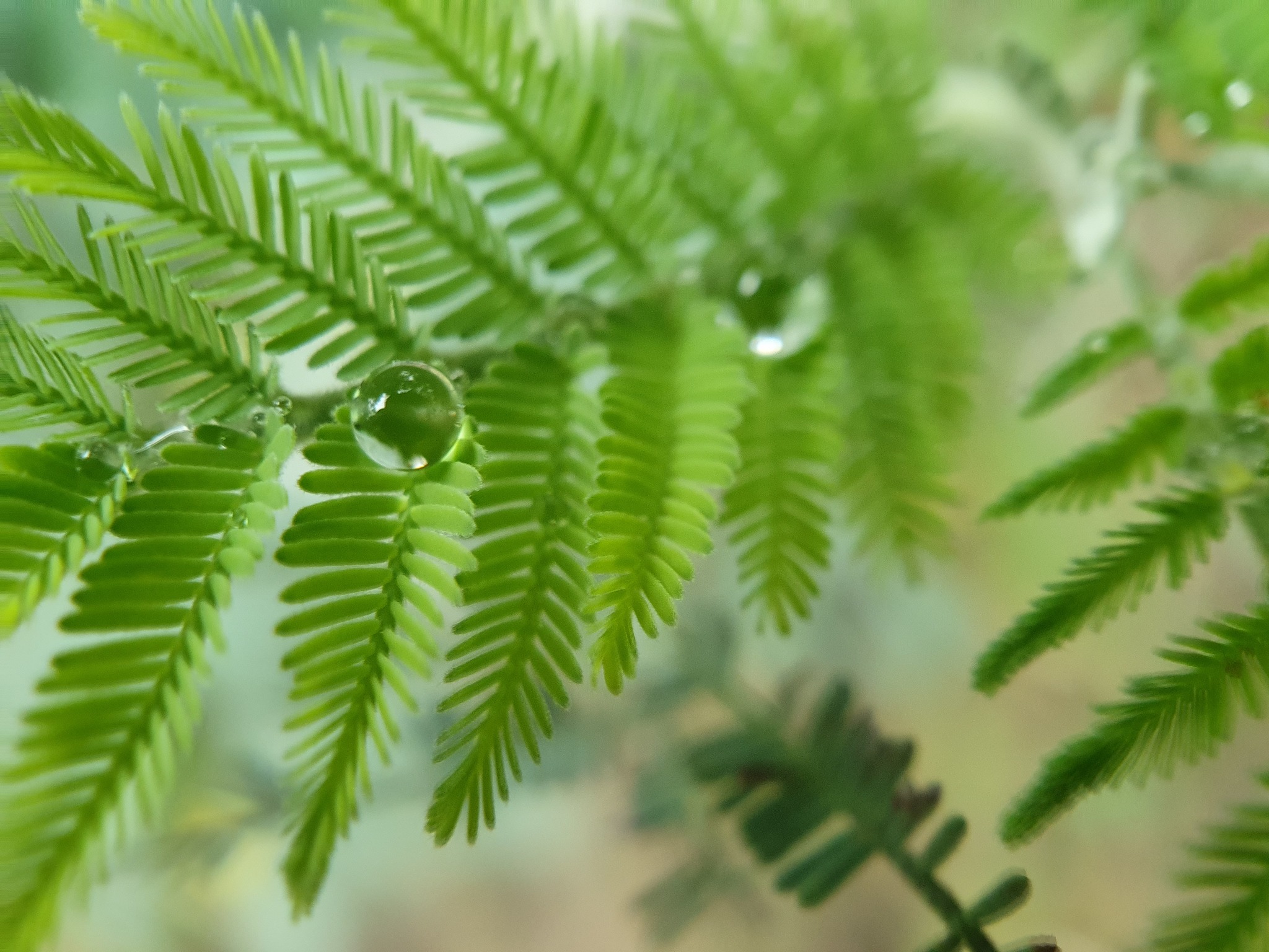 Photo of Silver wattle (5/12)