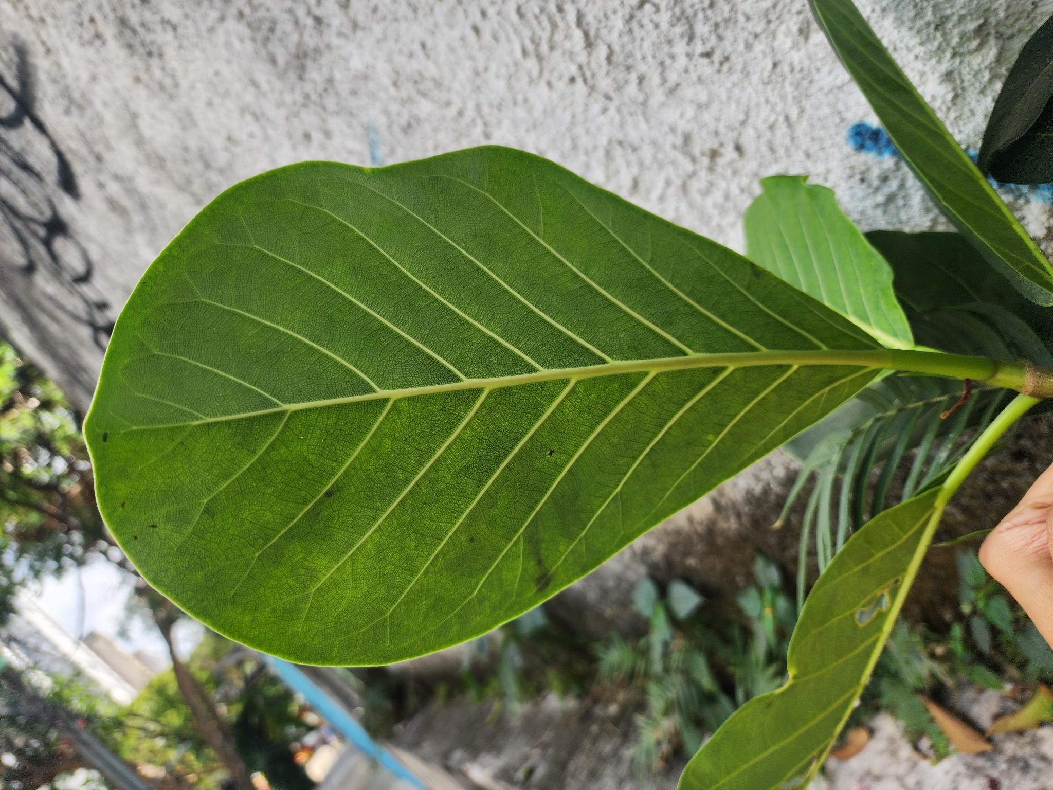 Photo of Ficus obtusifolia (5/11)
