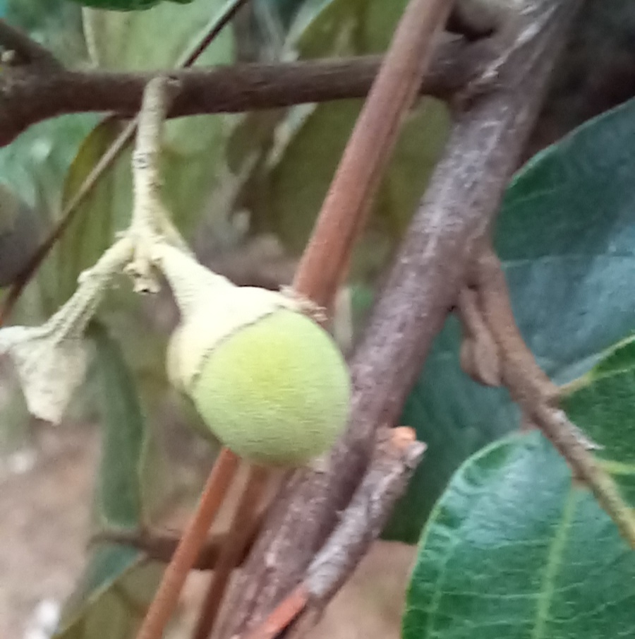 Photo of Styrax ferrugineus (7/12)